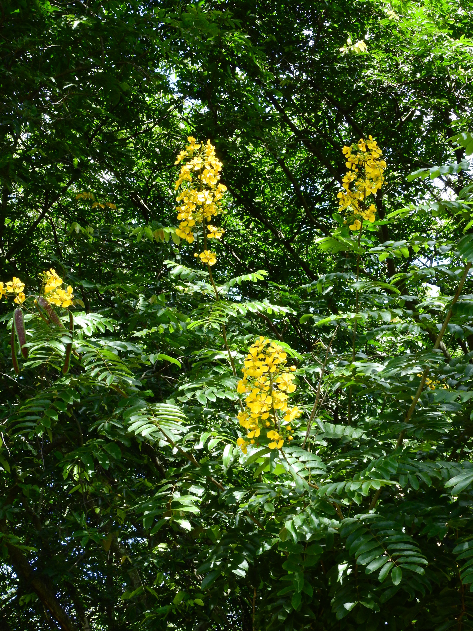 Photo of Senna silvestris (5/12)