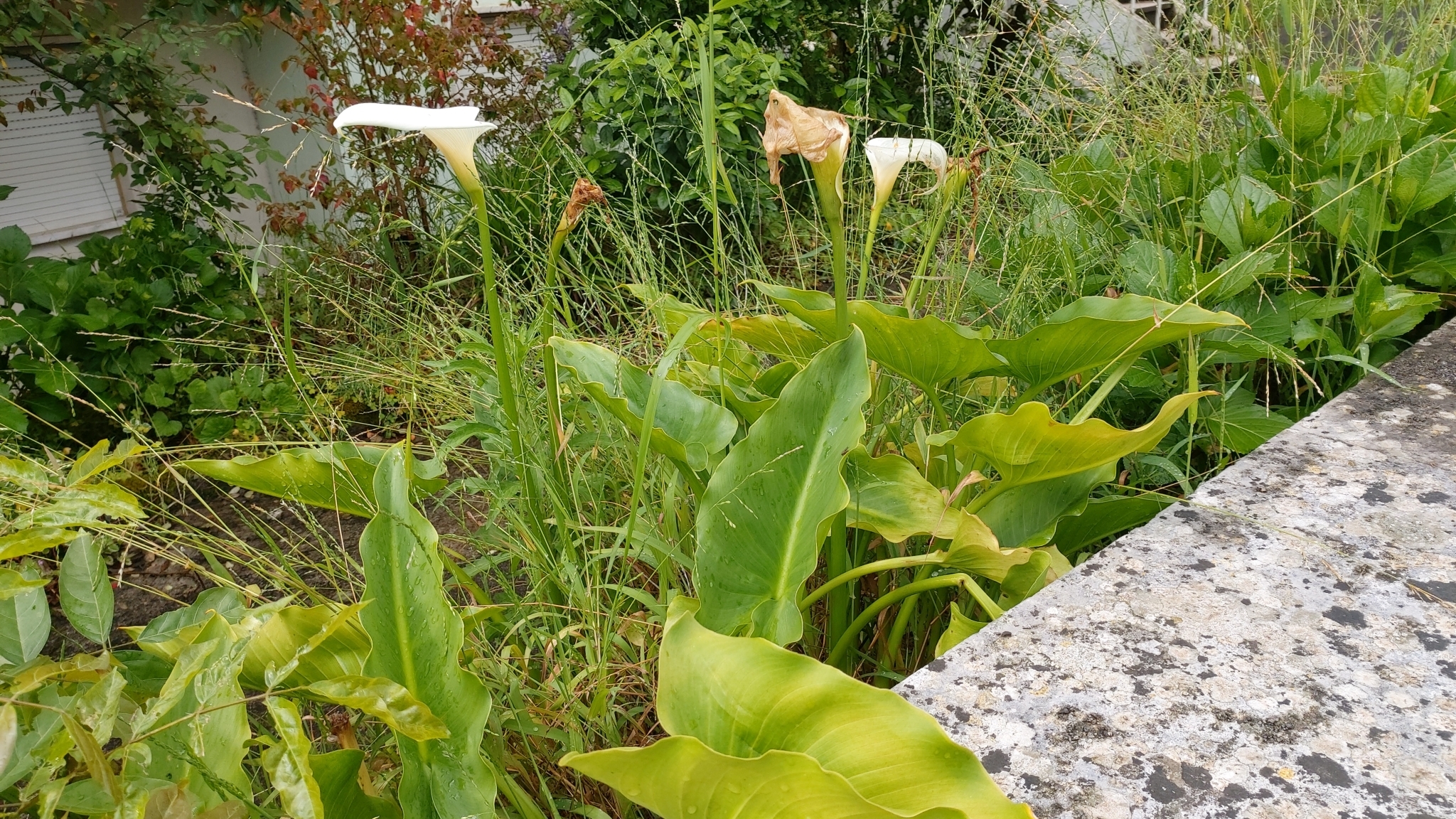 Photo of calla lily (12/12)