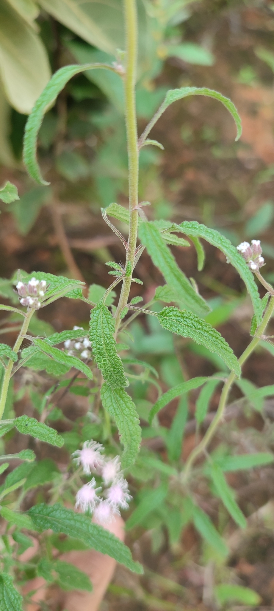 Photo of Ageratum fastigiatum (6/12)