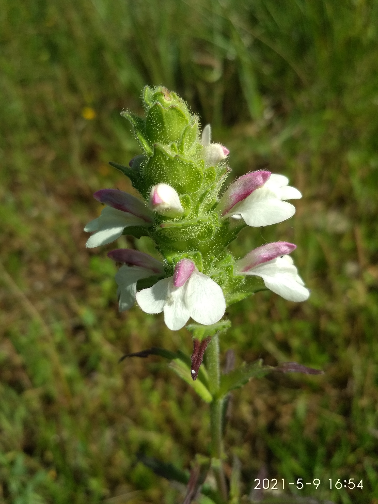 Photo of Mediterranean lineseed (6/10)