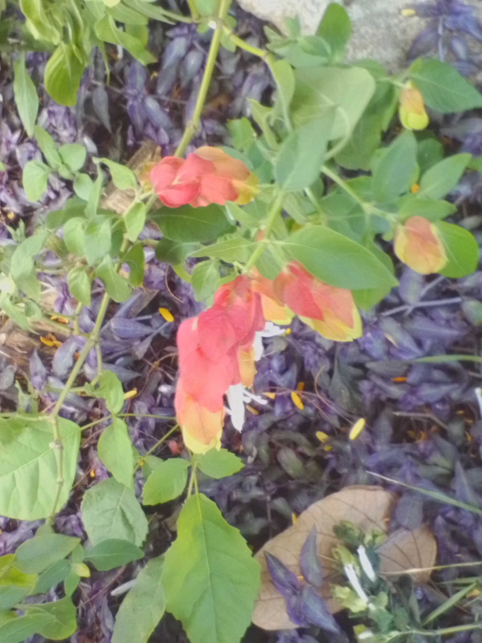 Photo of Shrimp plant (3/6)