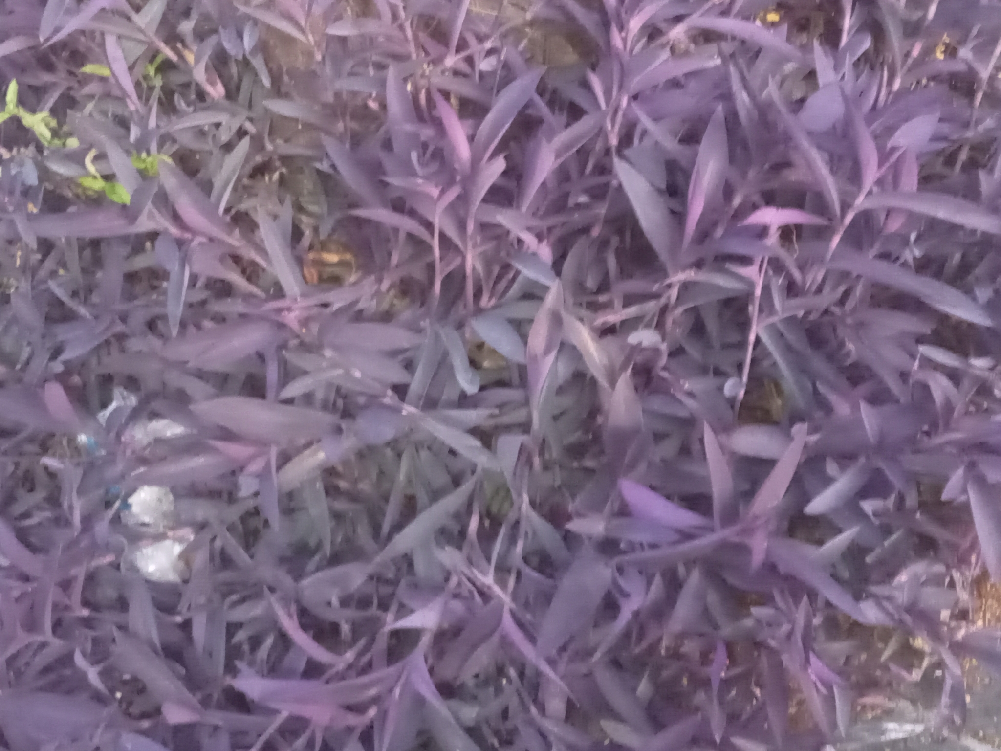 Photo of Purple Heart (6/12)