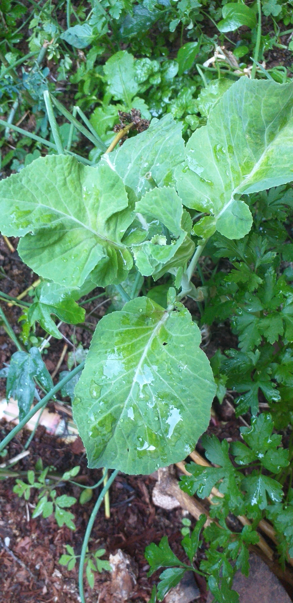 Photo of cabbage, broccoli, and allies (5/8)
