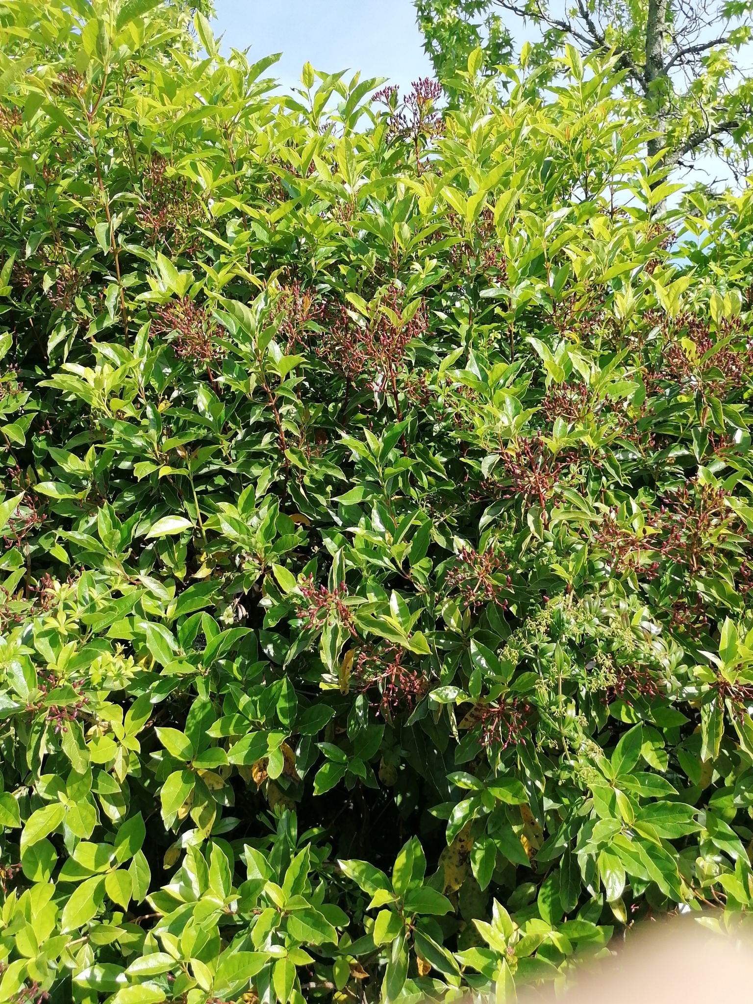 Photo of Laurustinus viburnum (6/12)