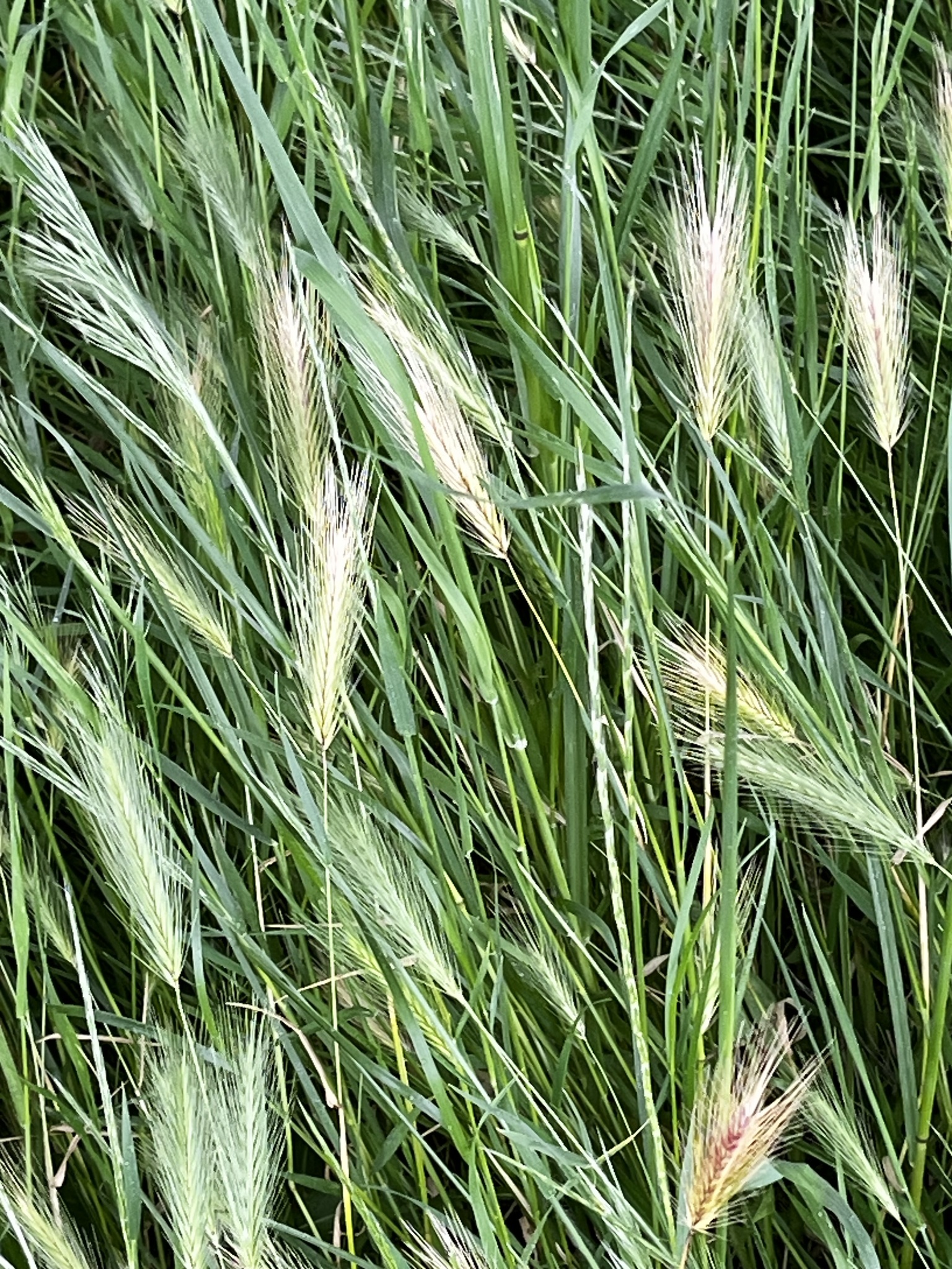 Photo of wall barley (12/12)
