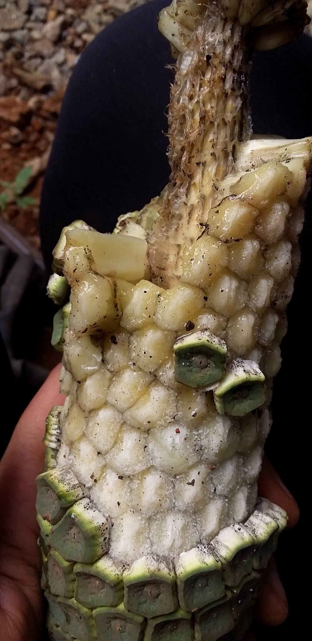 Photo of Swiss Cheese Plant (11/12)
