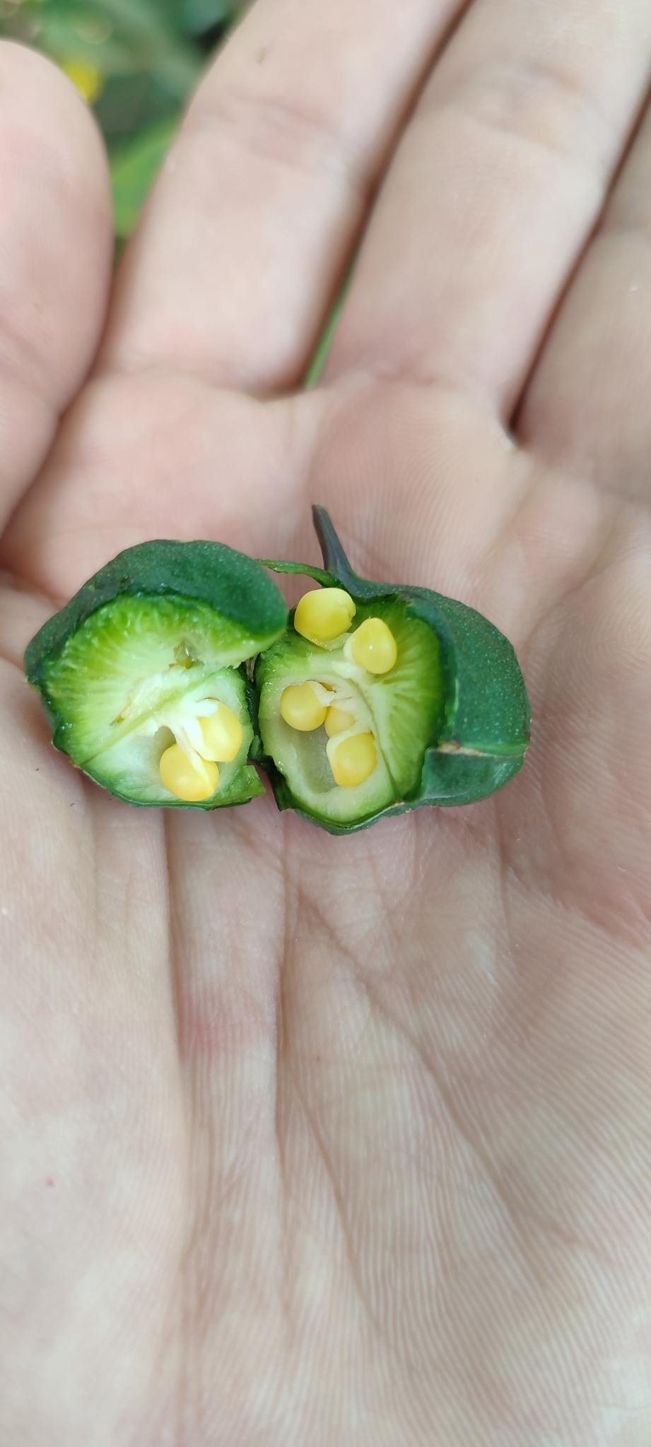 Photo of salsilla (3/12)