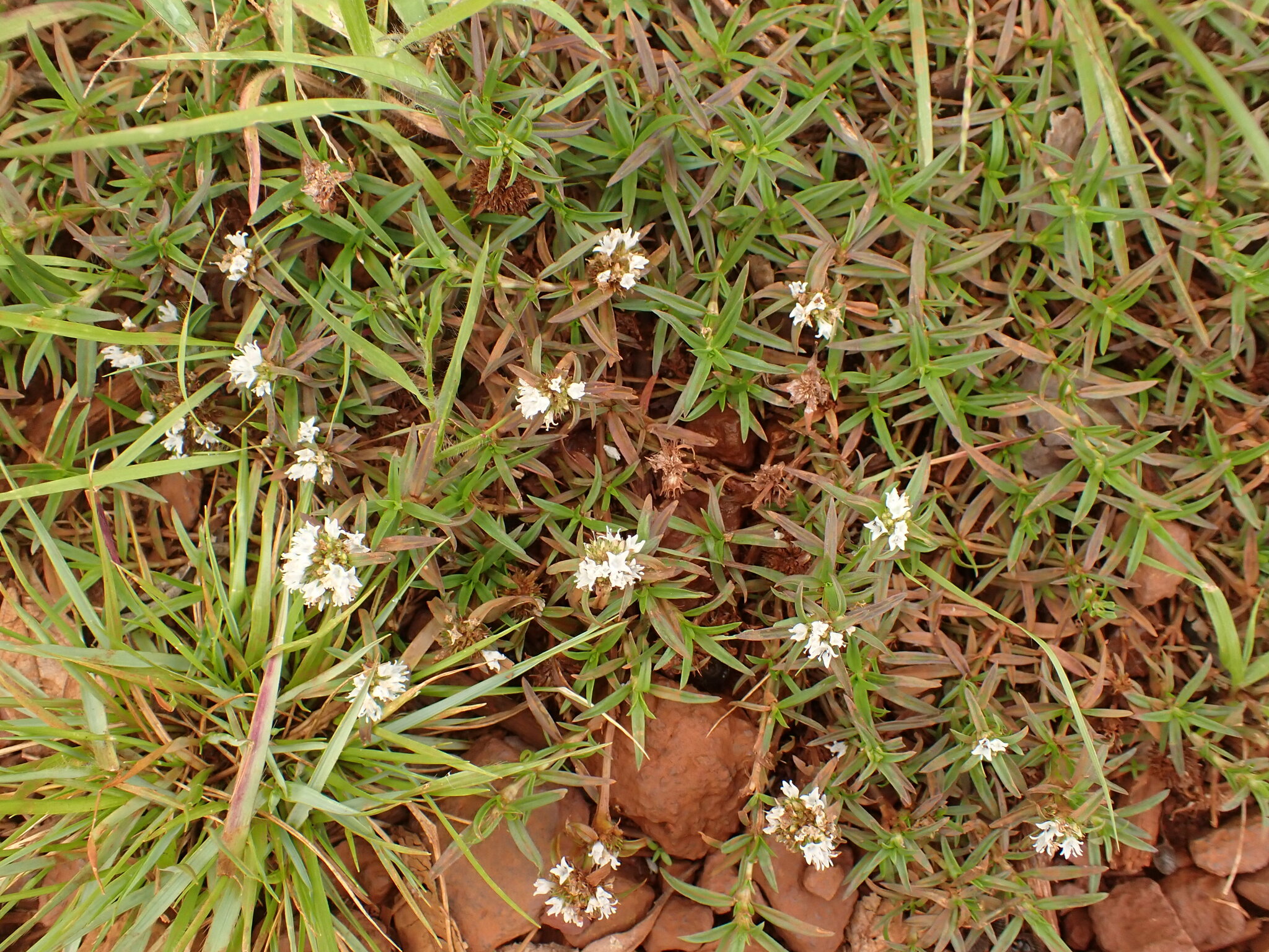Photo of shrubby false buttonweed (2/12)