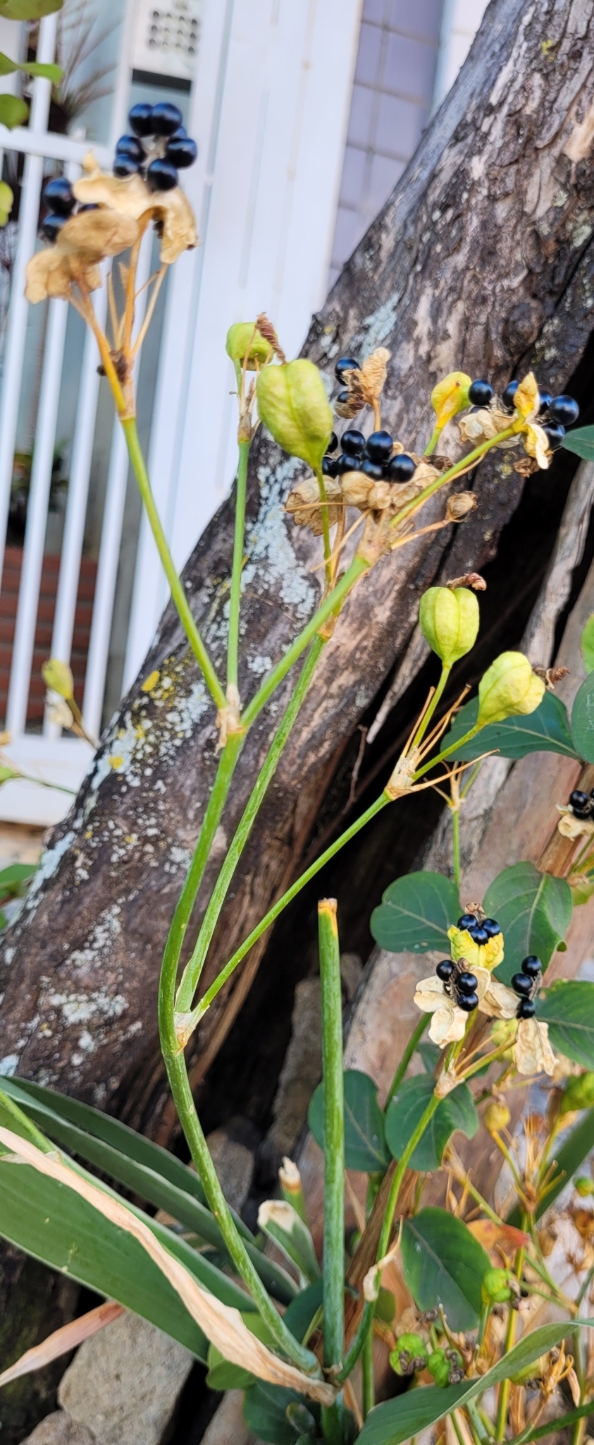 Photo of Blackberry Lily (5/9)