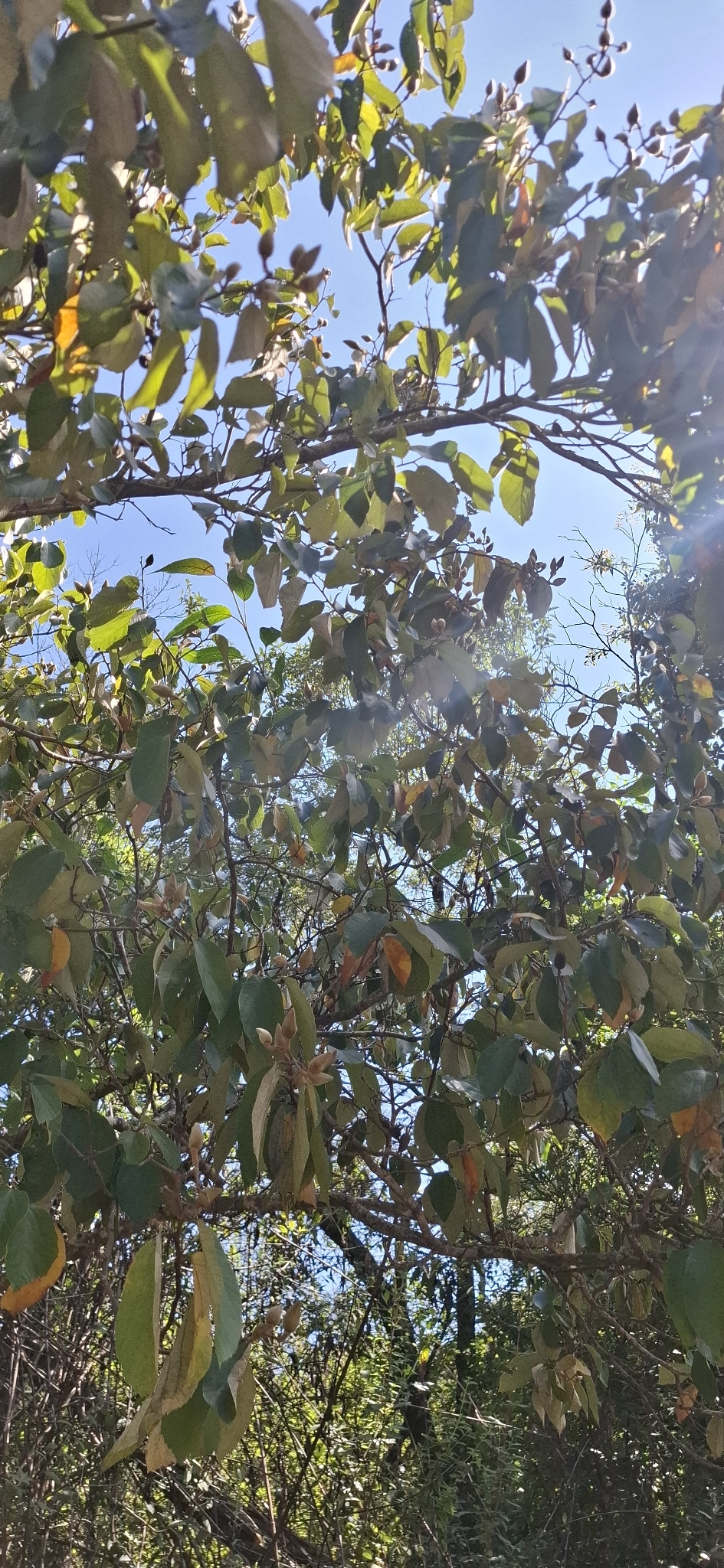 Photo of Luehea divaricata (2/12)