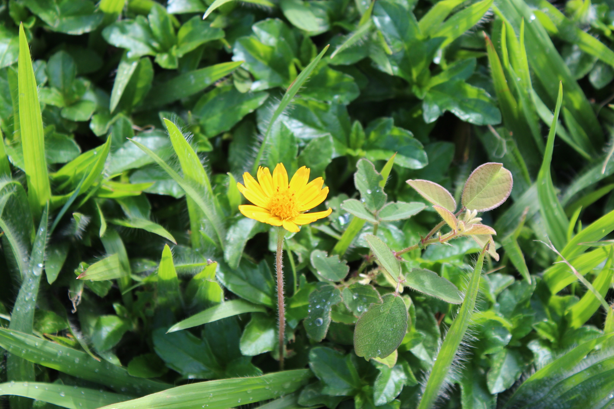 Photo of Trailing Daisy (4/11)