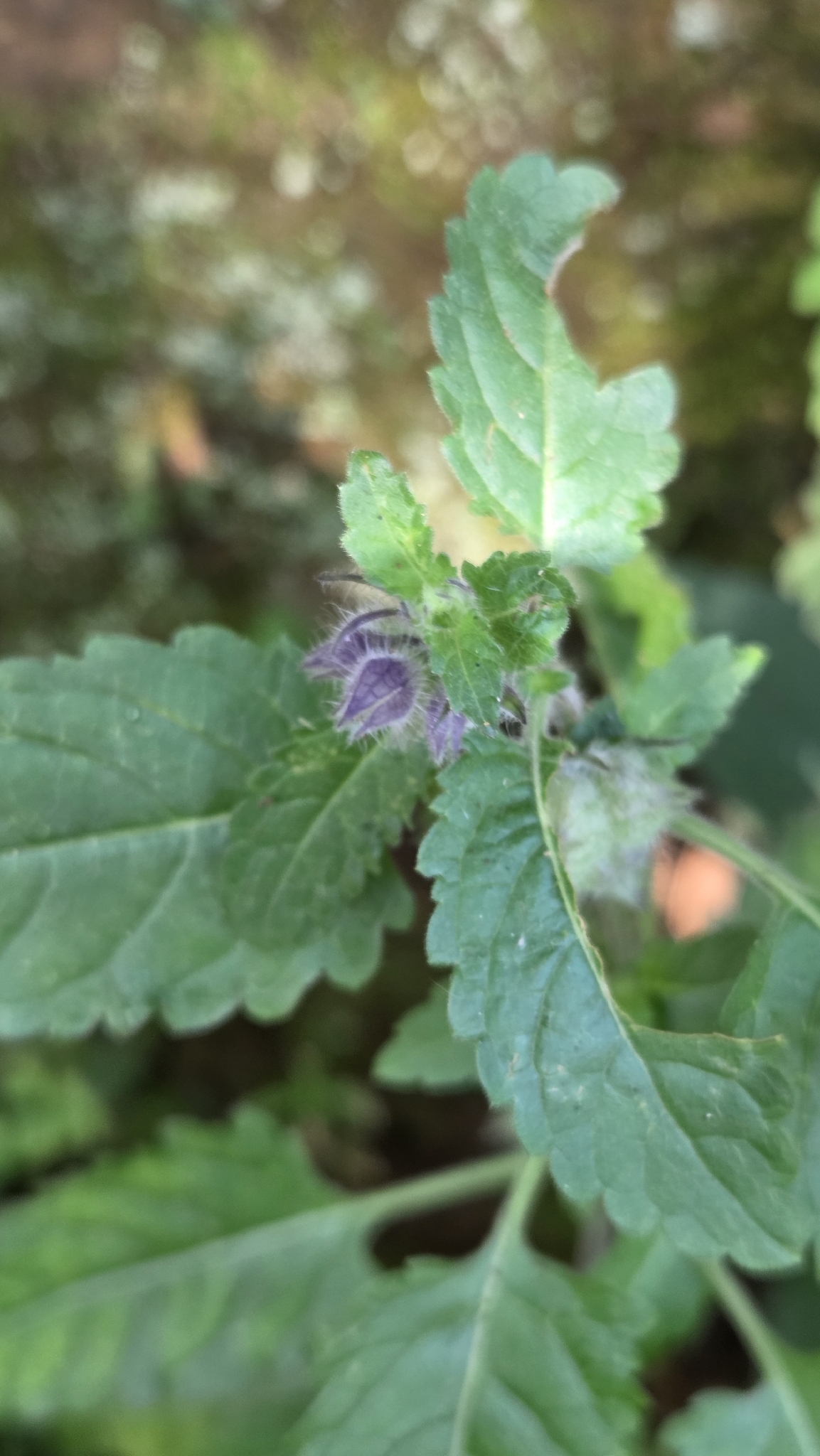 Photo of Plantae (7/8)