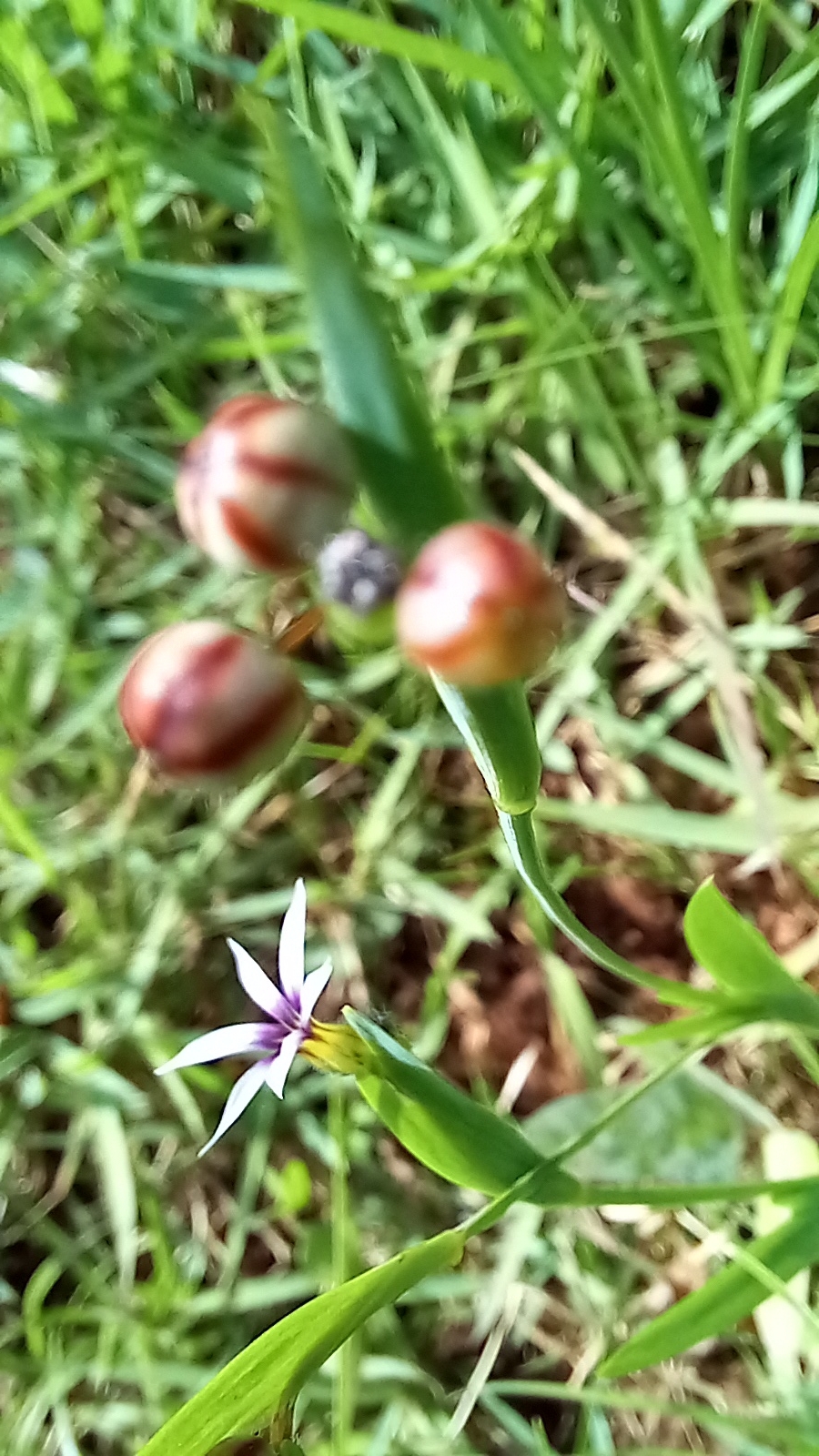 Photo of Blue Pigroot (5/8)