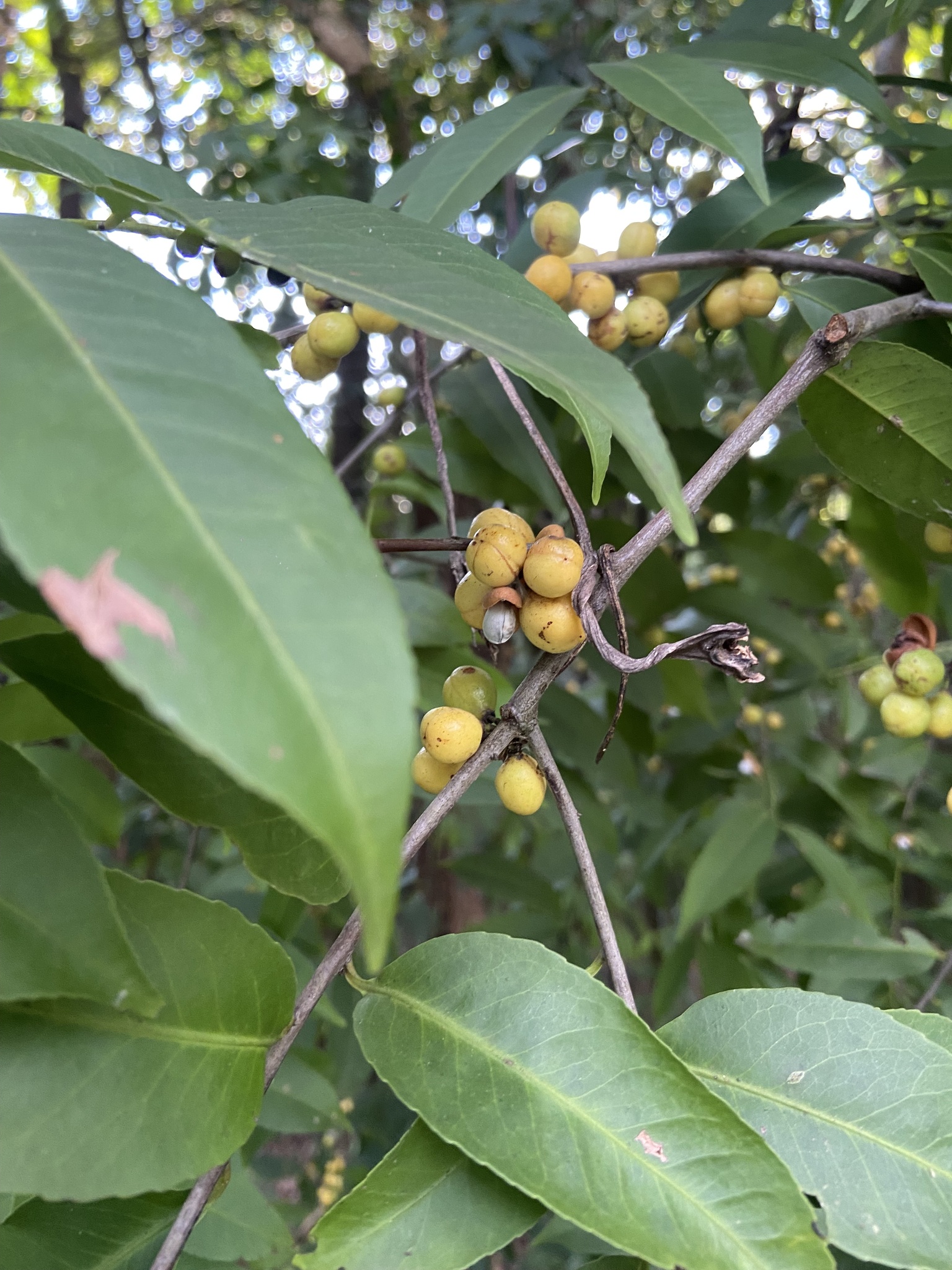 Photo of Casearia decandra (4/12)
