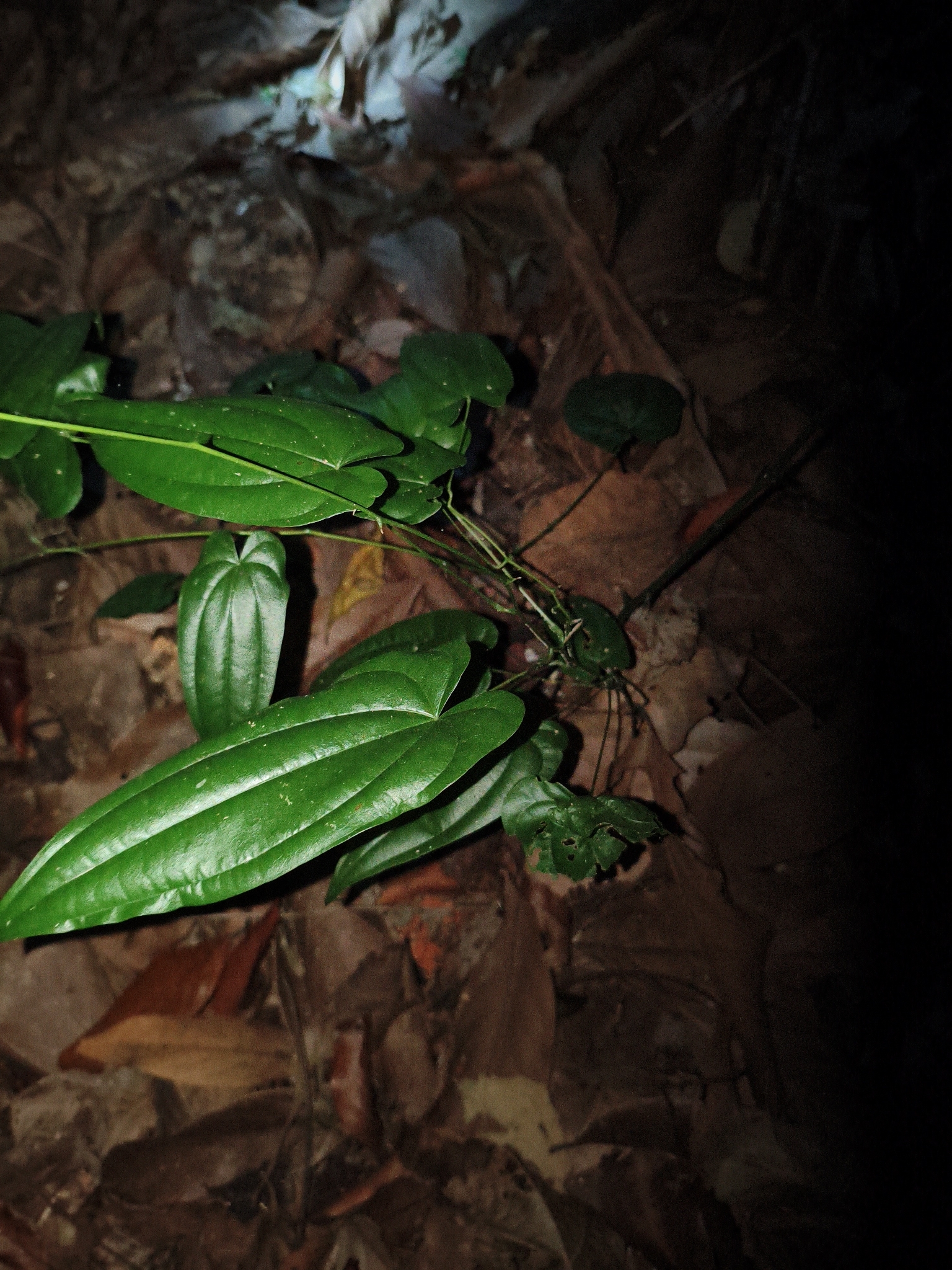 Photo of Dioscorea (1/7)