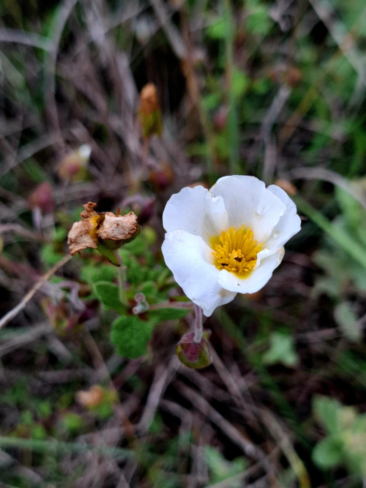 Photo of Sage-leaved Rock-rose (7/12)