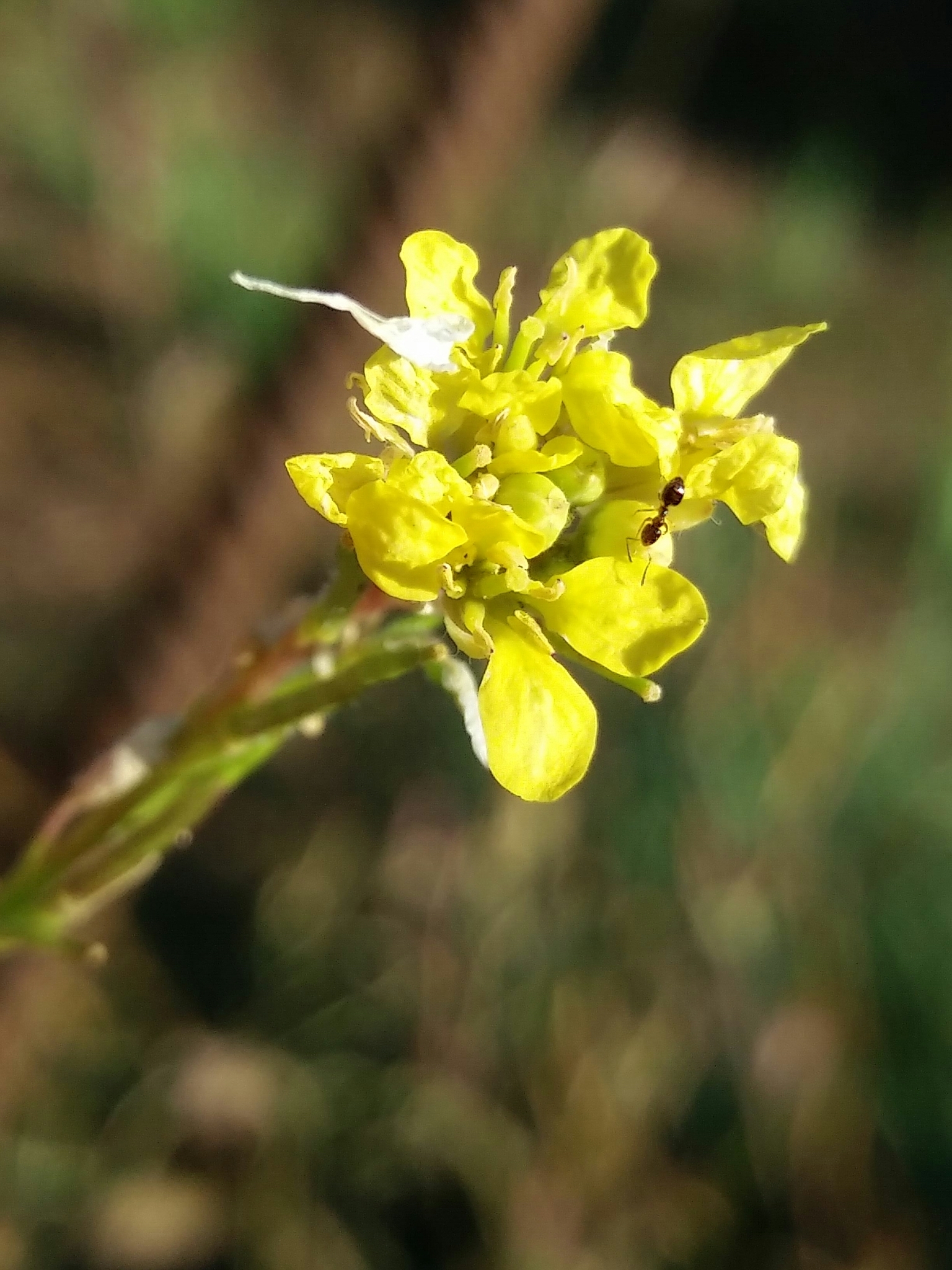 Photo of Shortpod Mustard (7/12)