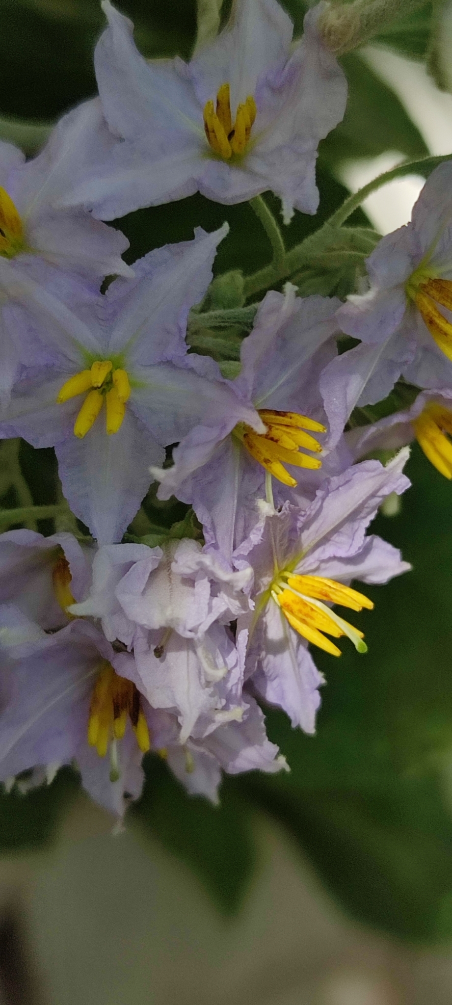 Photo of Solanum paniculatum (8/13)