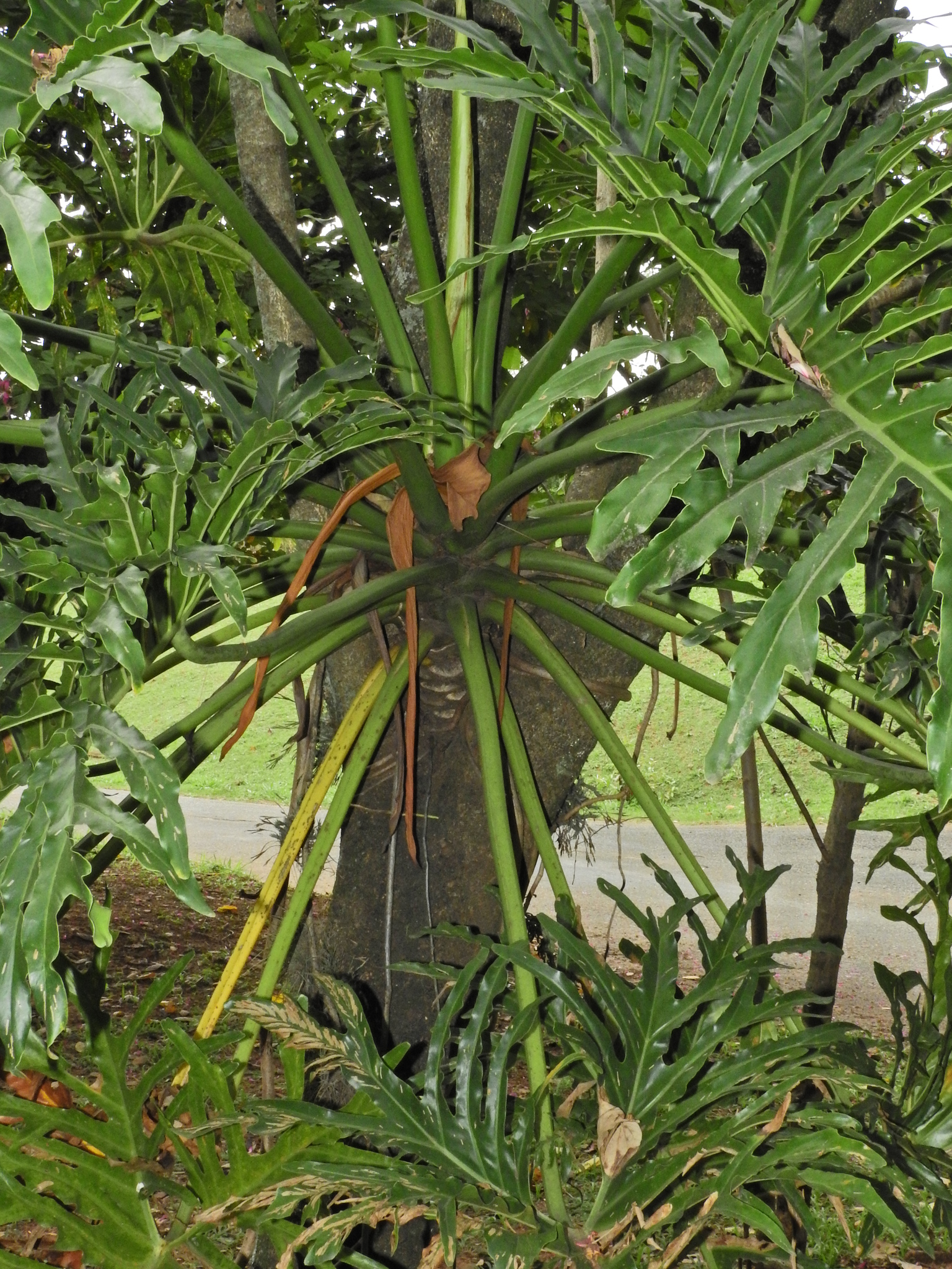 Photo of Tree Philodendron (6/7)