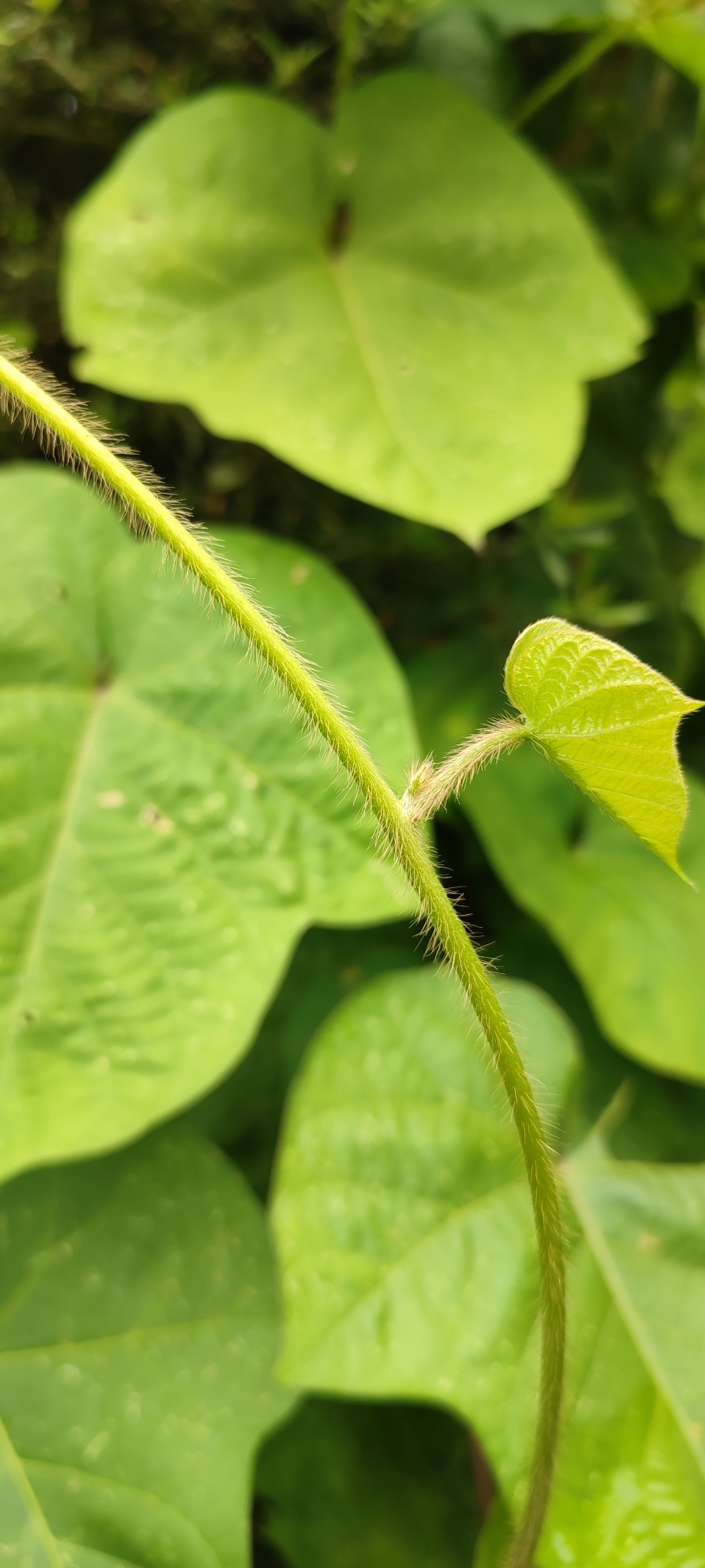 Photo of Japanese morning glory (9/12)