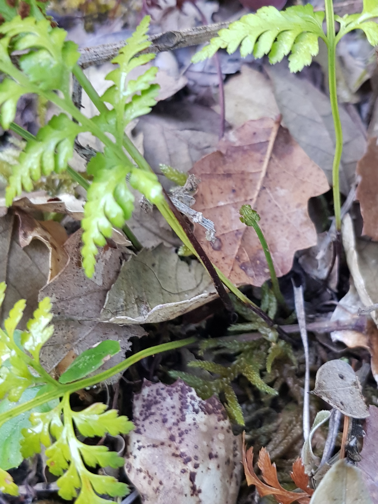 Photo of black spleenwort (1/6)
