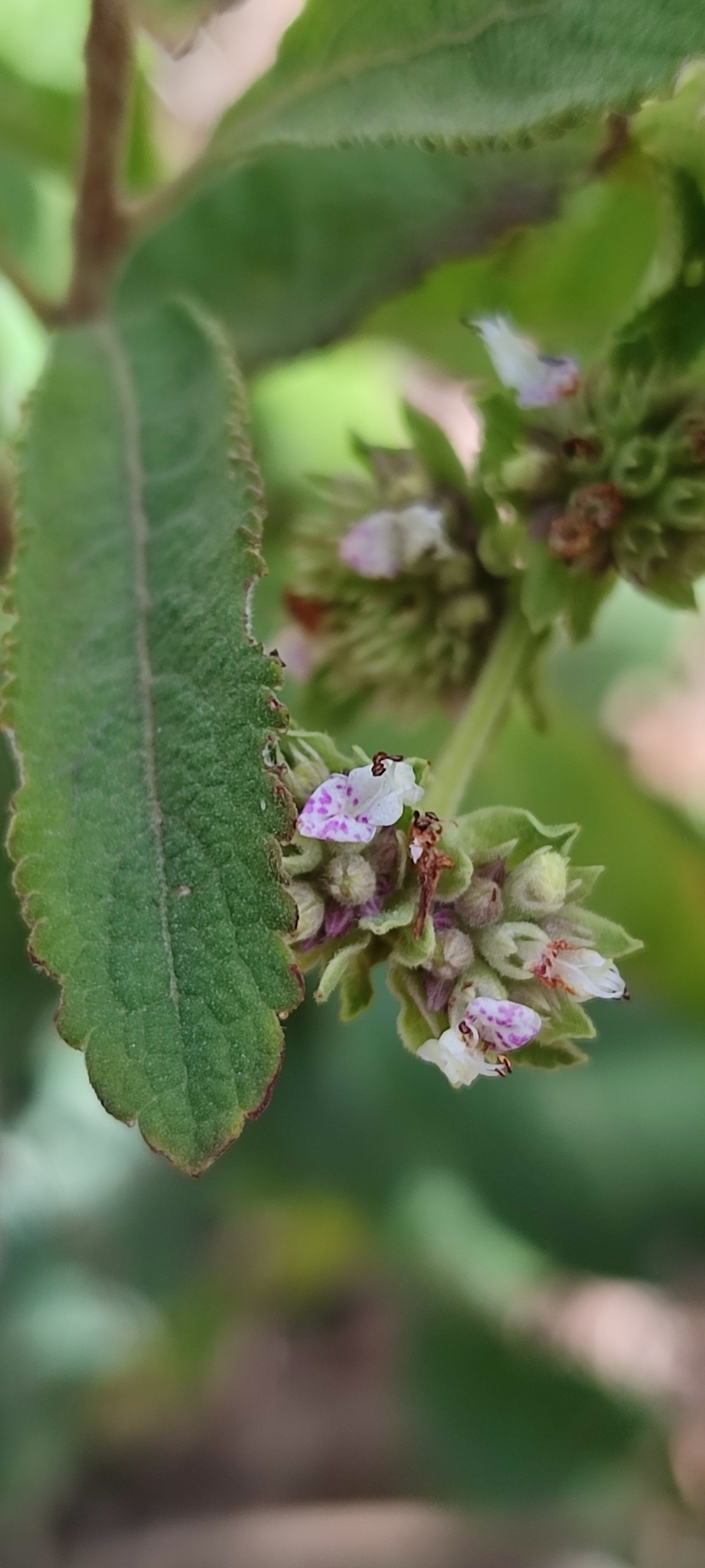 Photo of Hyptis marrubioides (10/12)