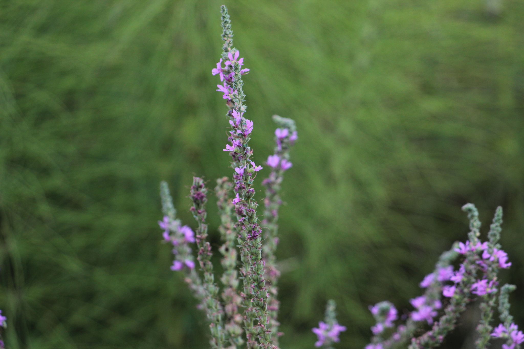 Photo of purple loosestrife (1/12)