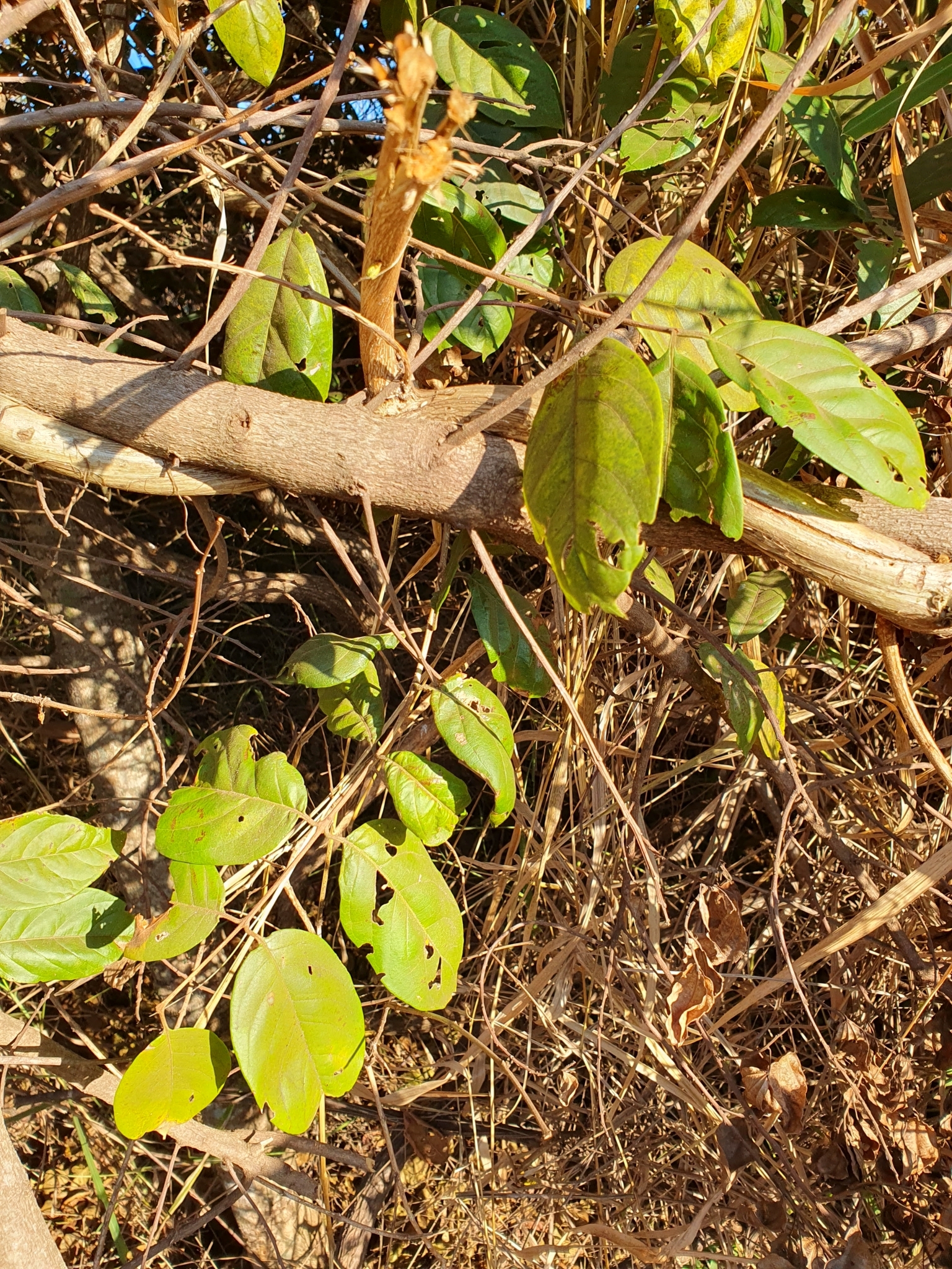 Photo of Combretum fruticosum (3/9)