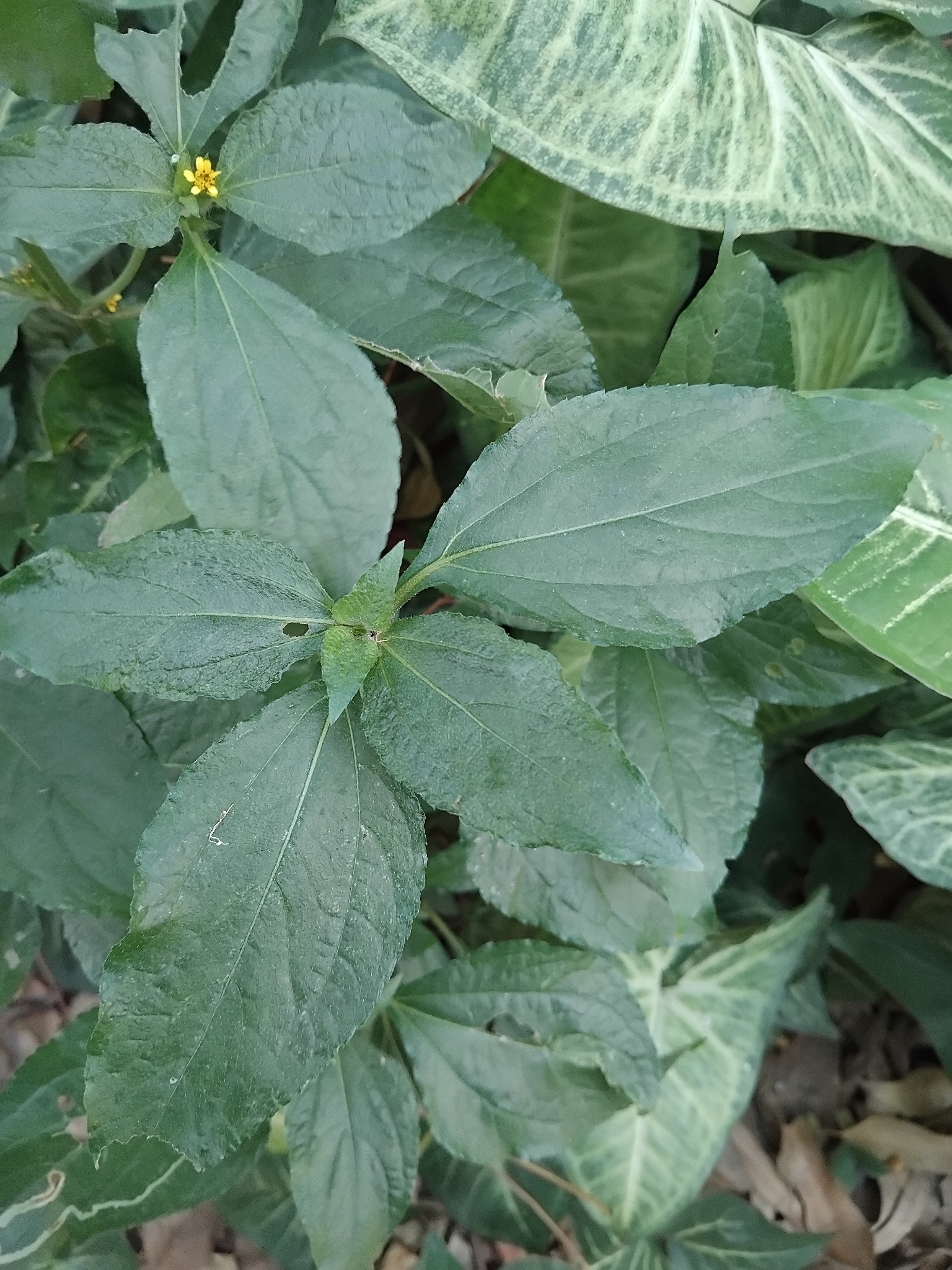 Photo of Synedrella (6/8)