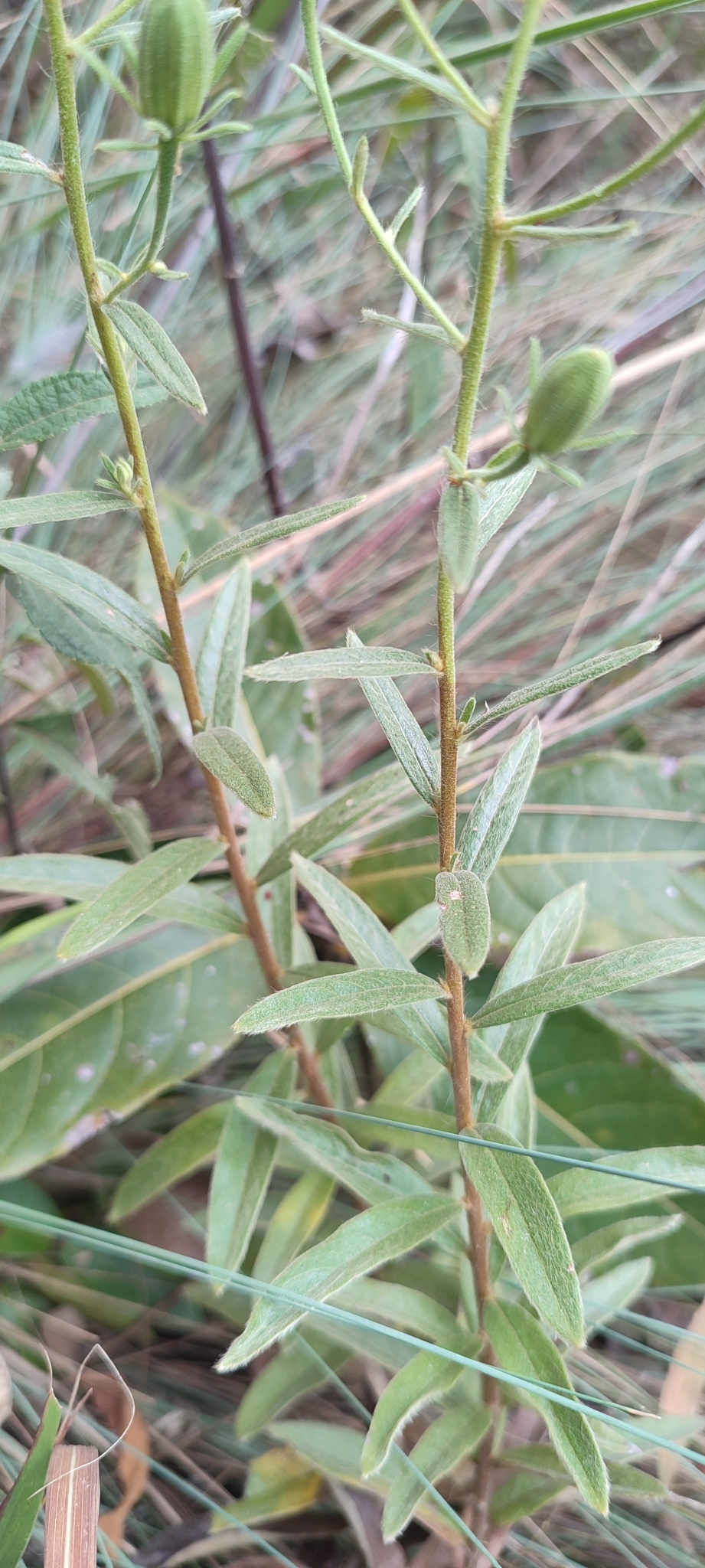Photo of Trixis glutinosa (3/12)