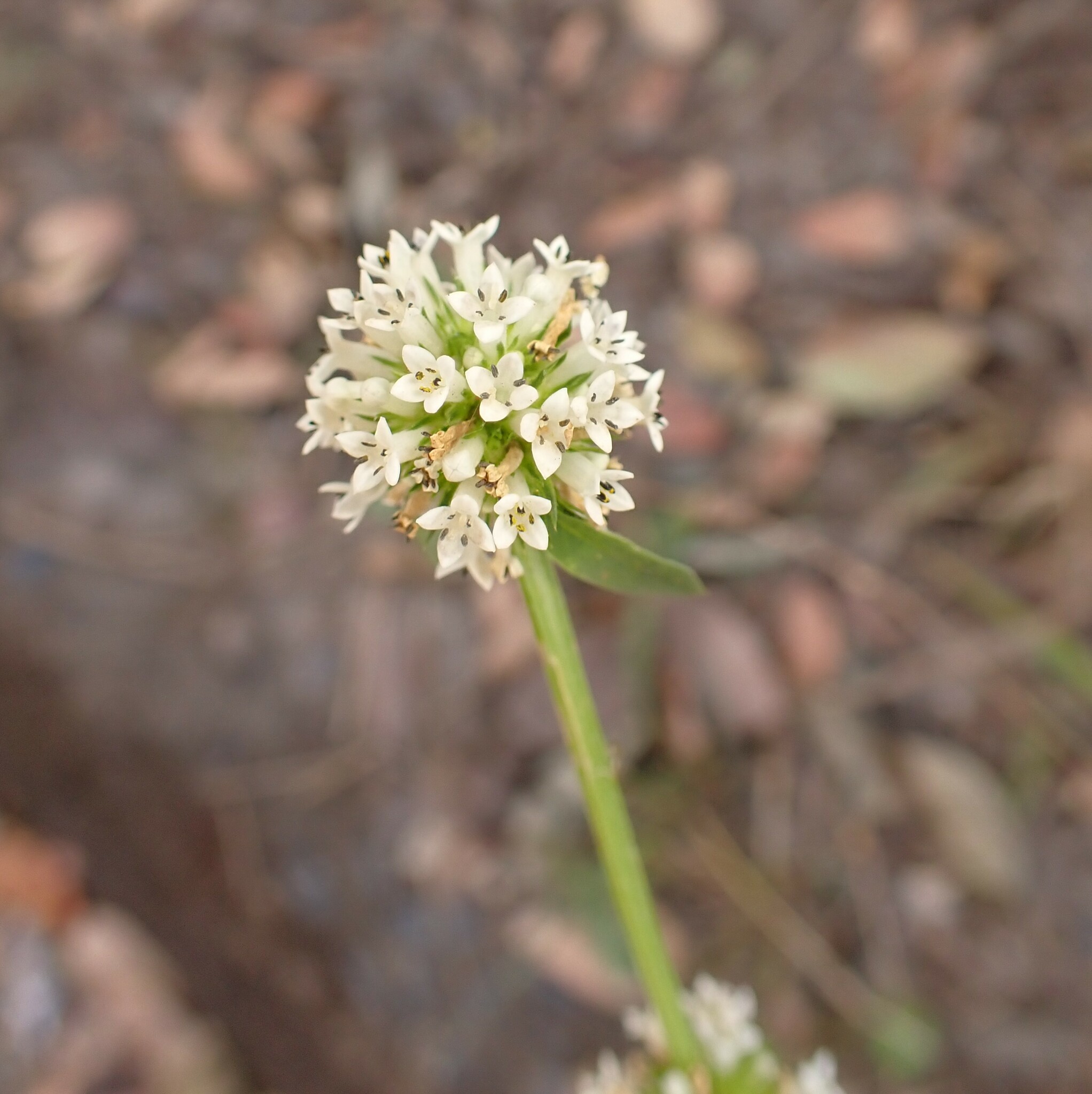 Photo of shrubby false buttonweed (10/12)