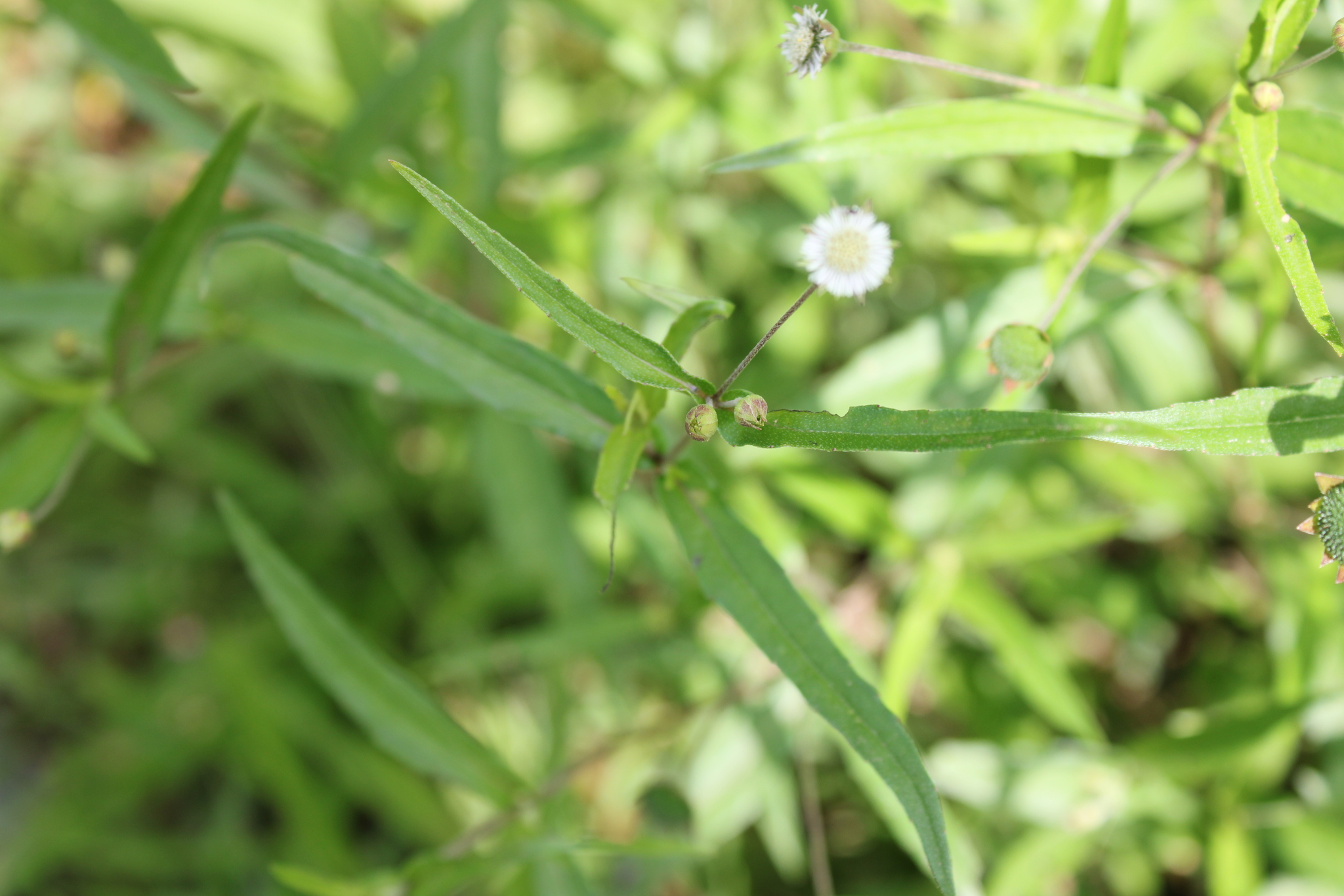 Photo of False Daisy (3/8)