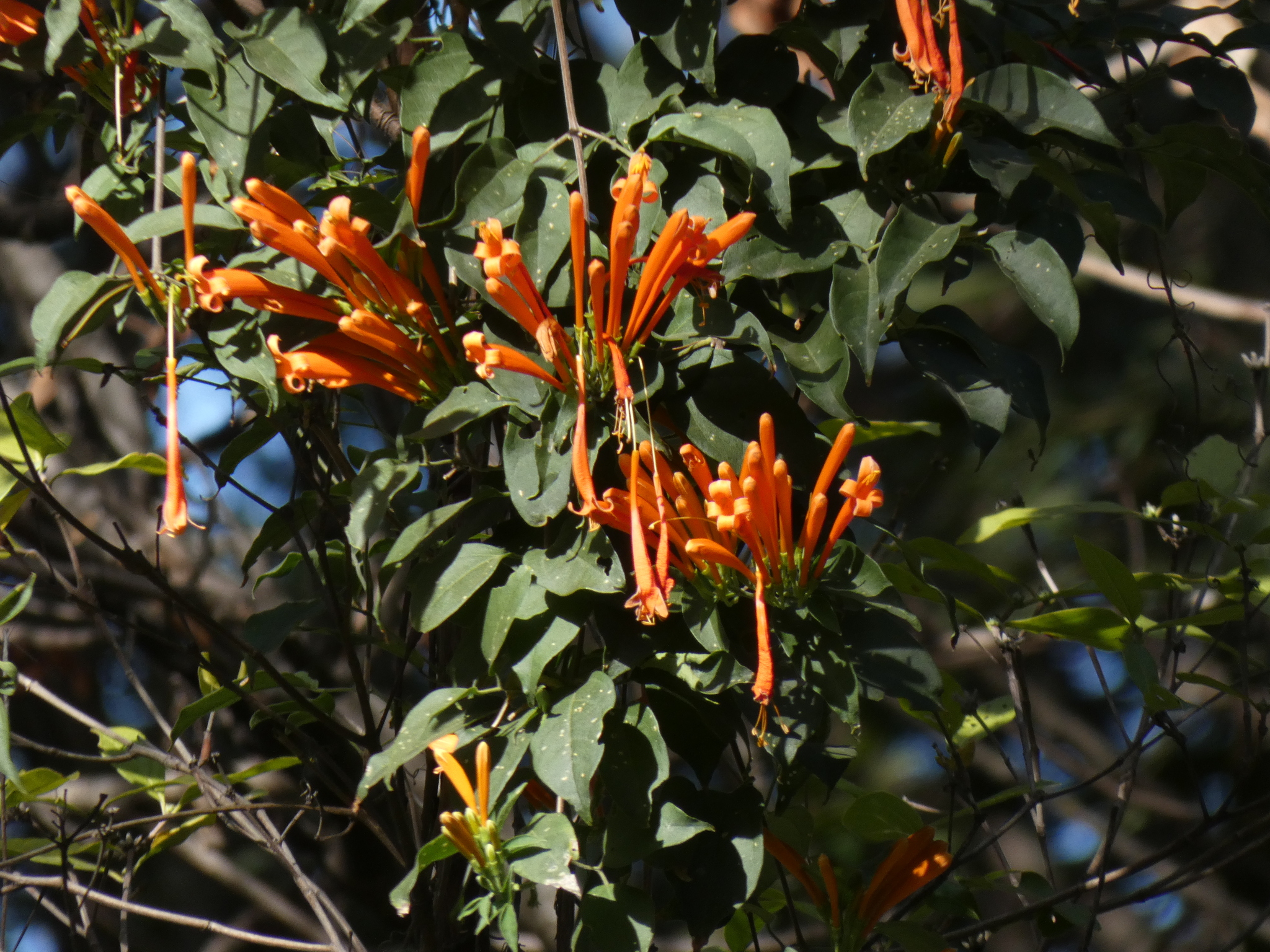 Photo of Flame vine (3/12)