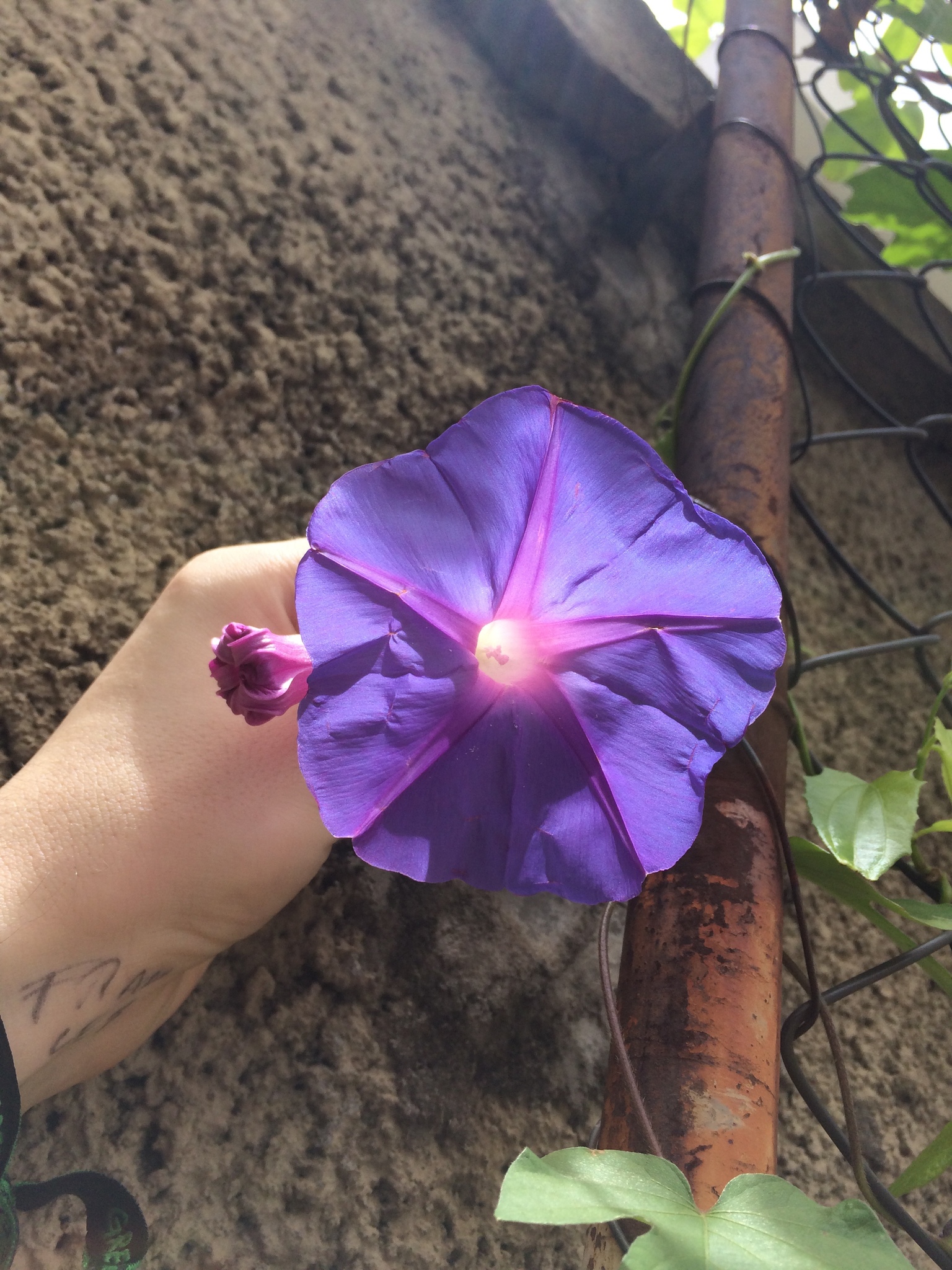 Photo of oceanblue morning glory (4/8)
