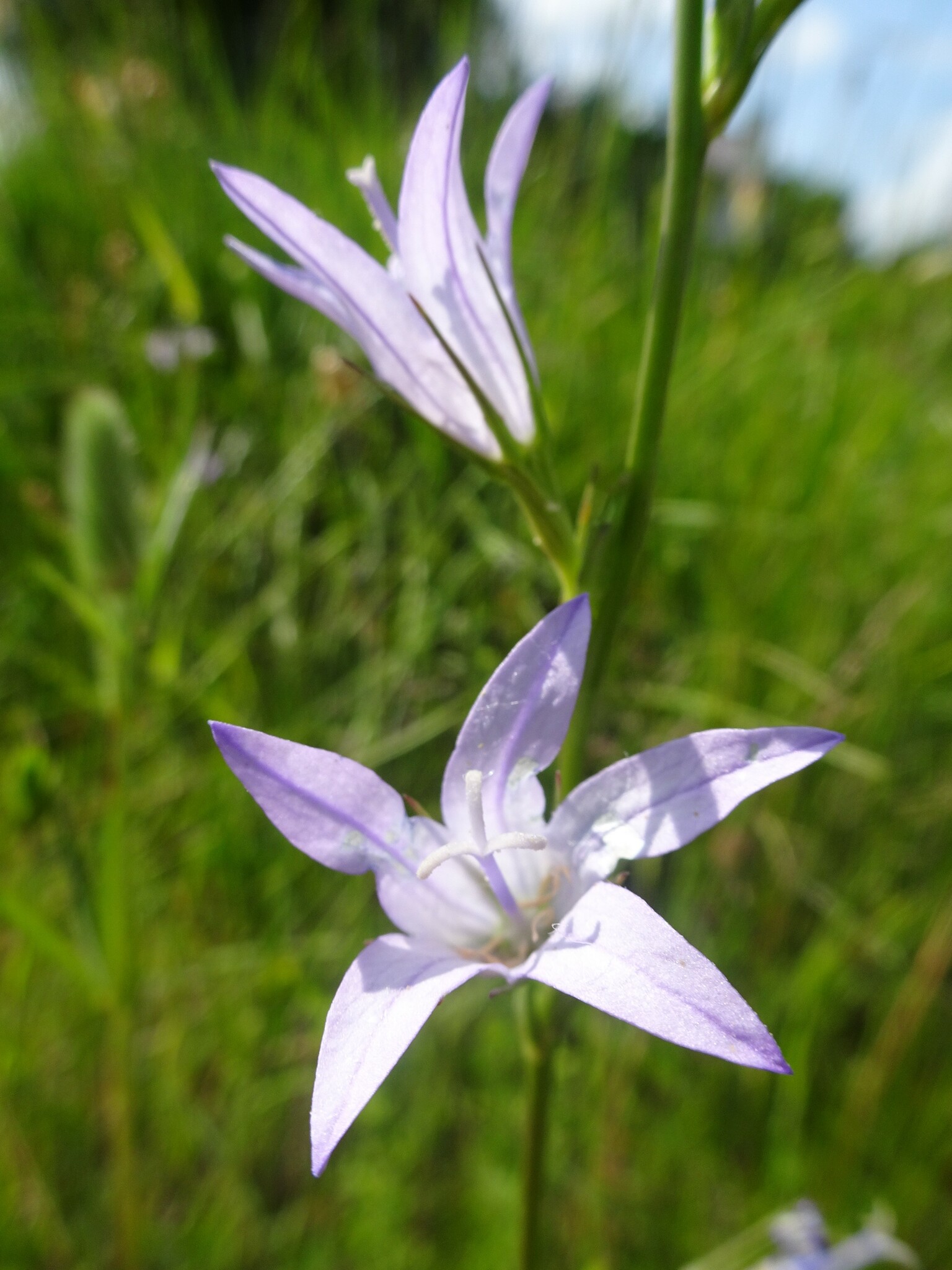 Photo of Rampion (11/12)