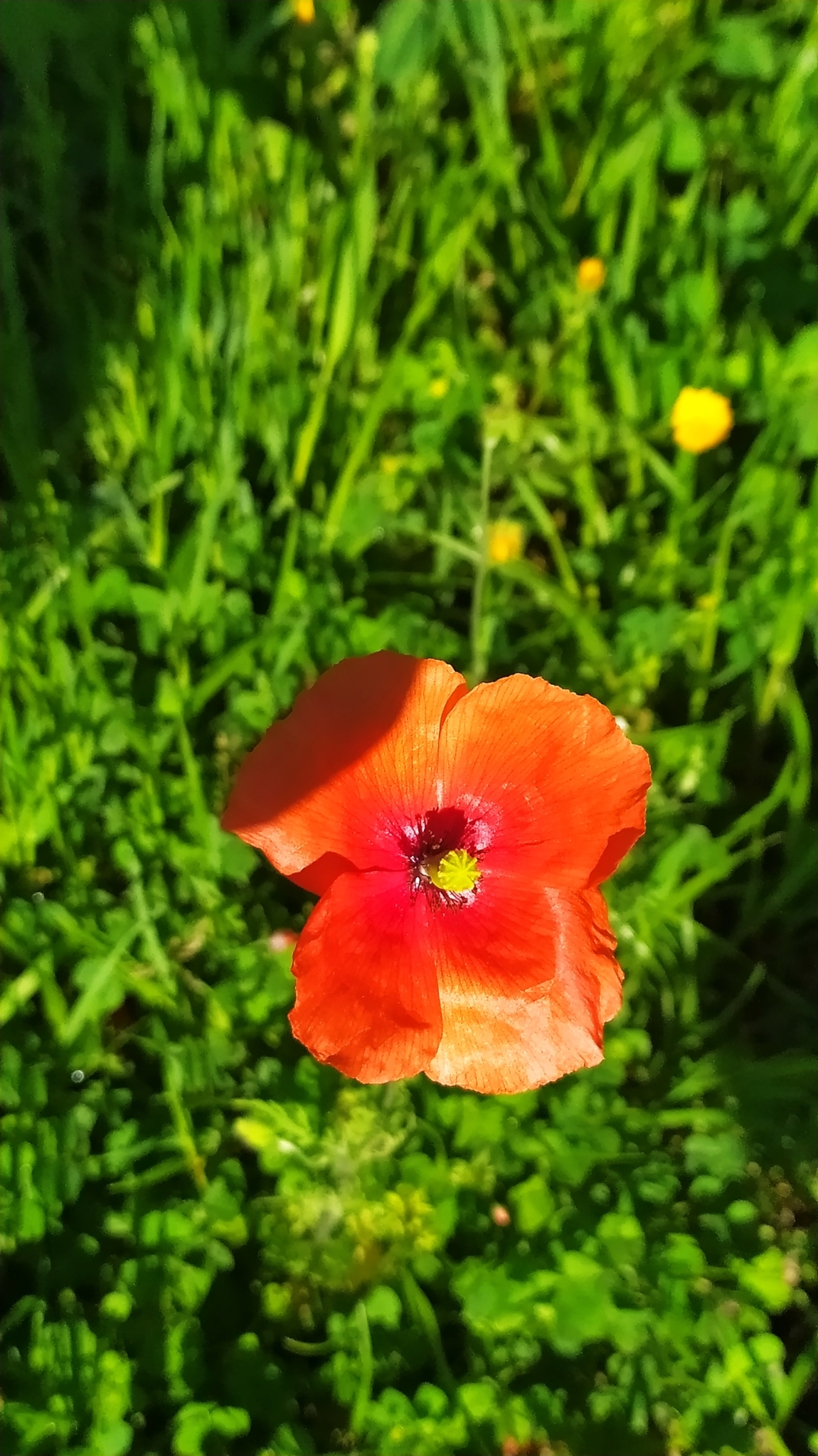 Photo of Long-headed poppy (3/12)