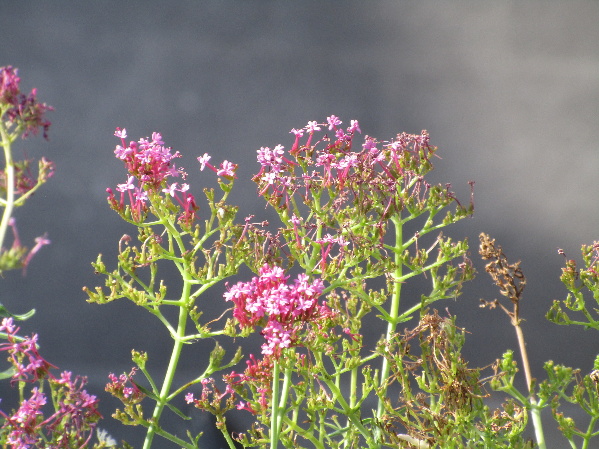 Photo of Red Valerian (4/9)
