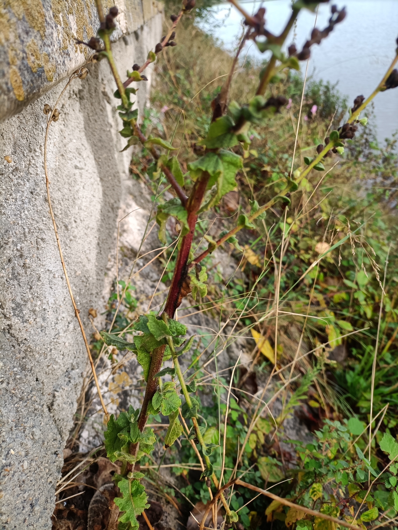 Photo of wavyleaf mullein (9/12)