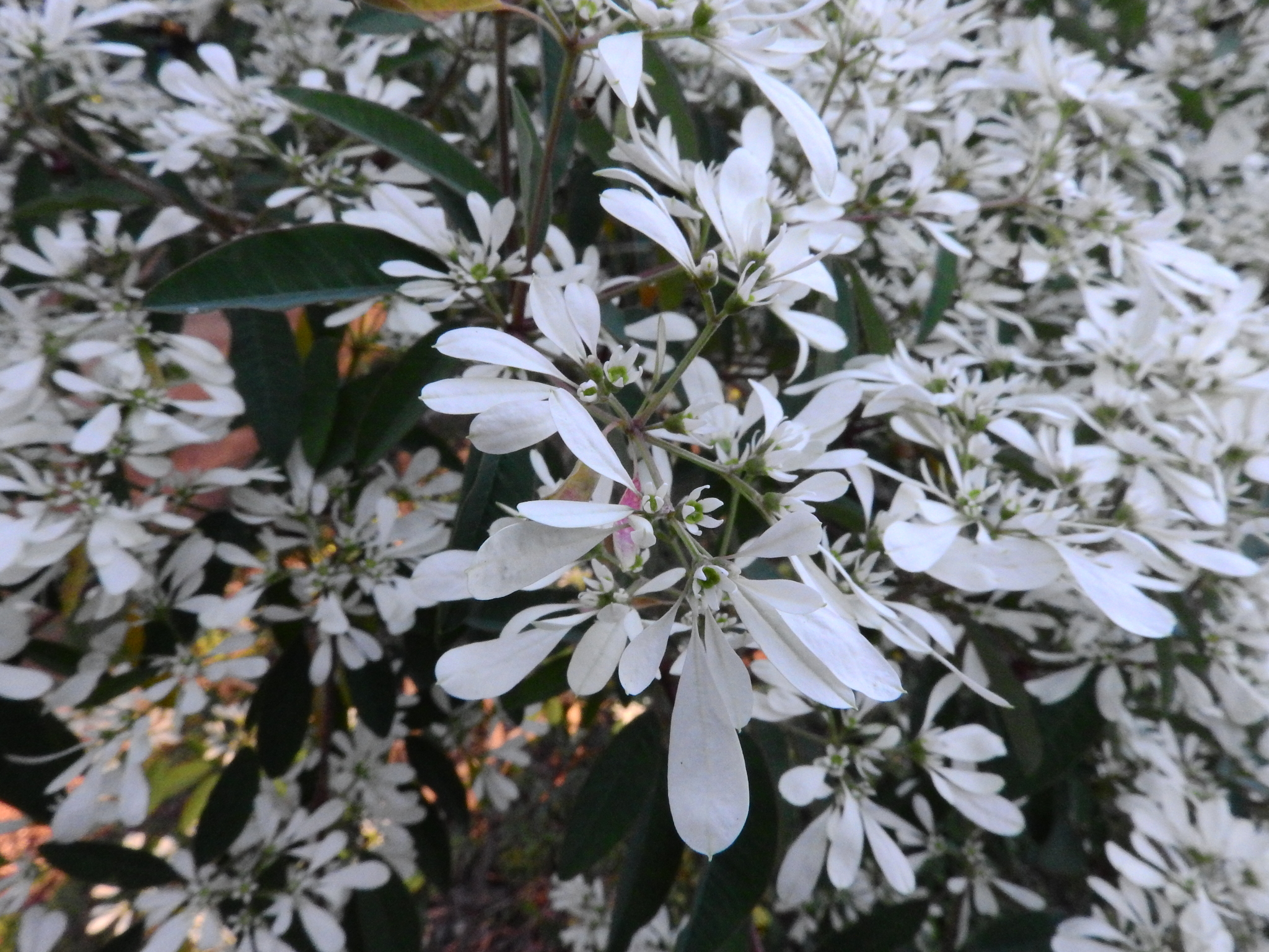 Photo of pascuita (8/8)