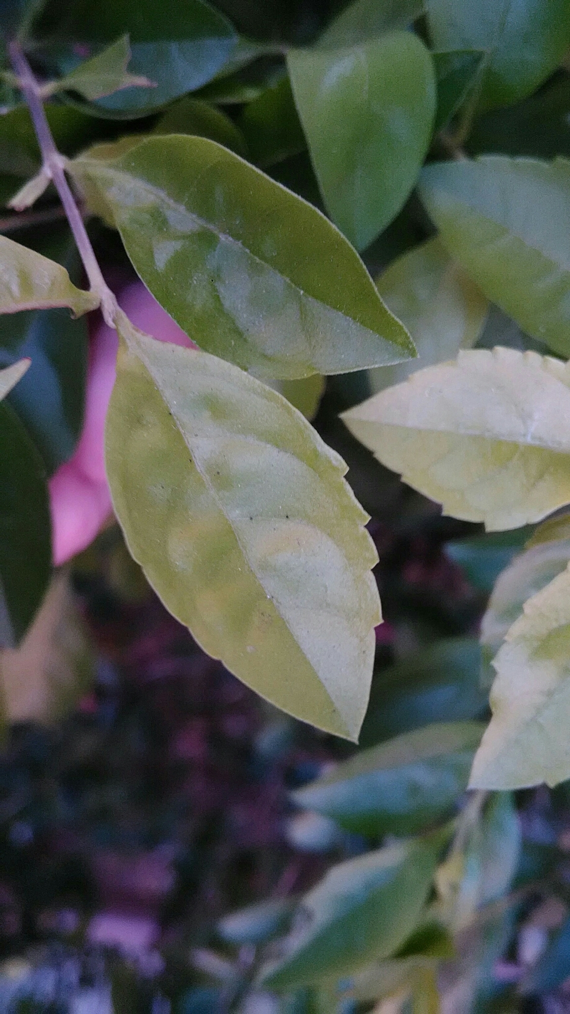 Photo of Skyflower (7/10)