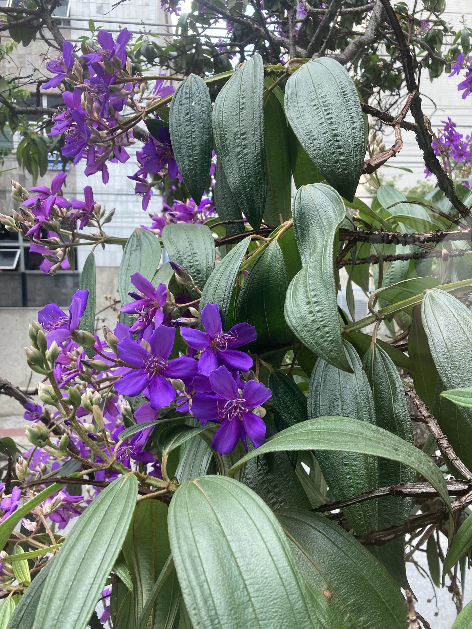 Photo of Glory Bush Tree (3/12)