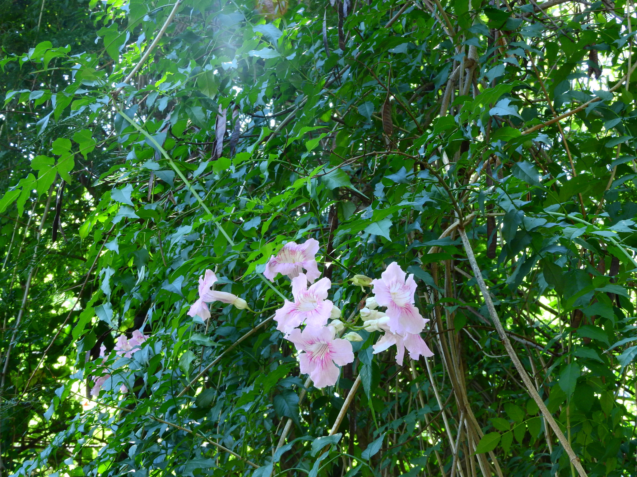Photo of Pink Trumpet Vine (2/6)
