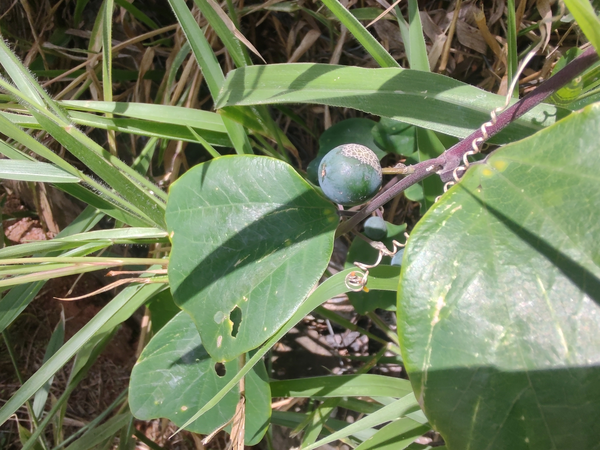 Photo of Passiflora pohlii (1/12)