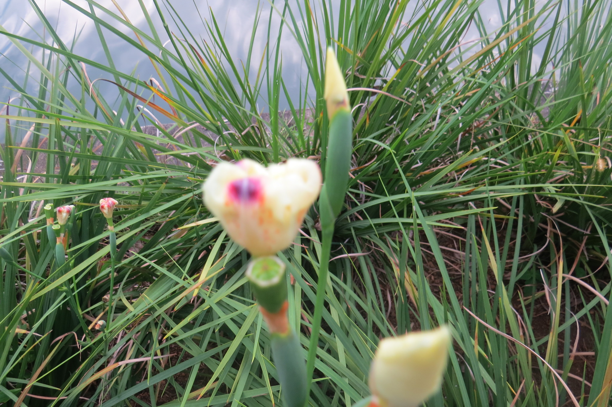 Photo of Yellow Fortnight Lily (5/10)