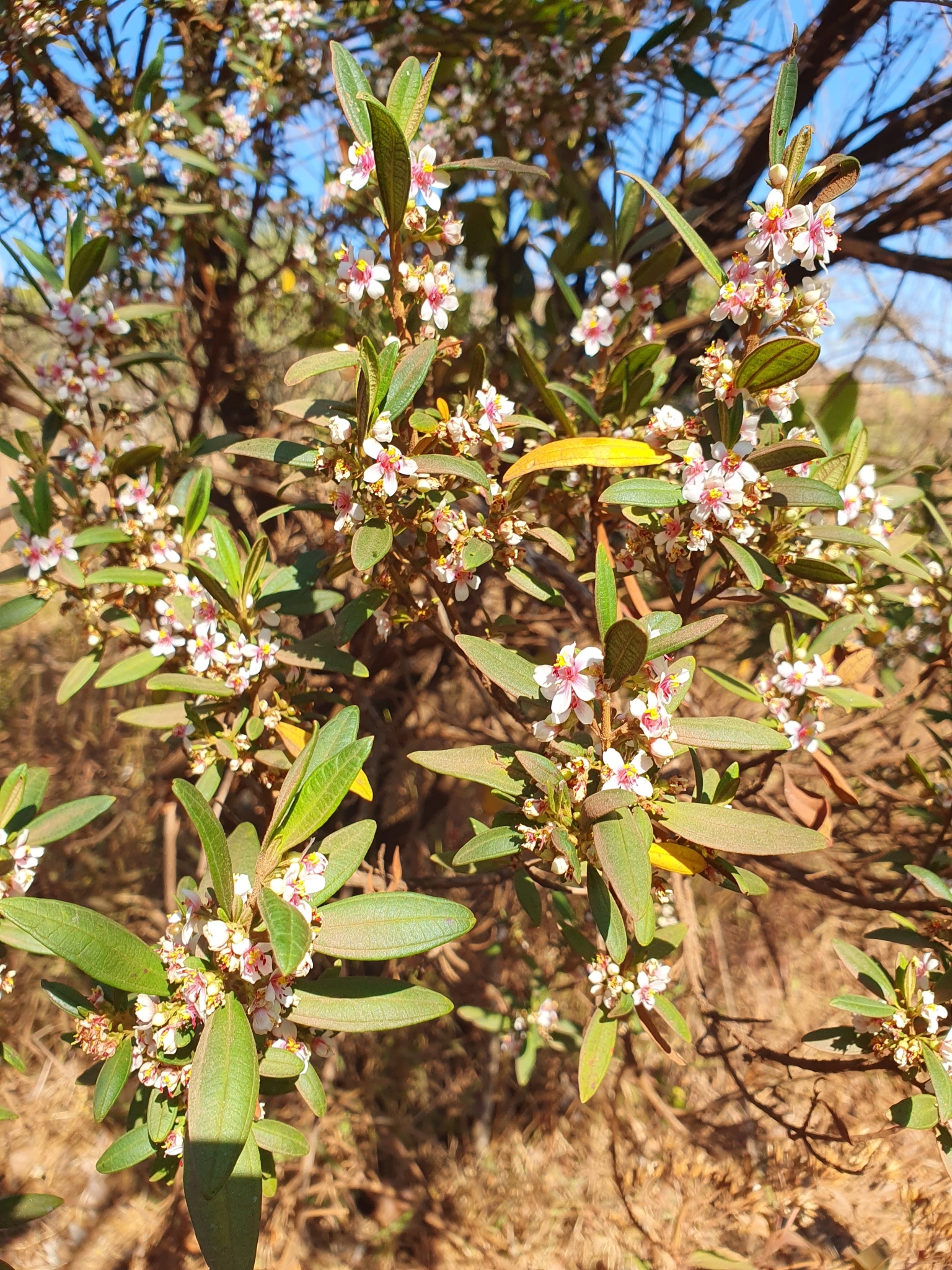Photo of Trembleya parviflora (2/8)
