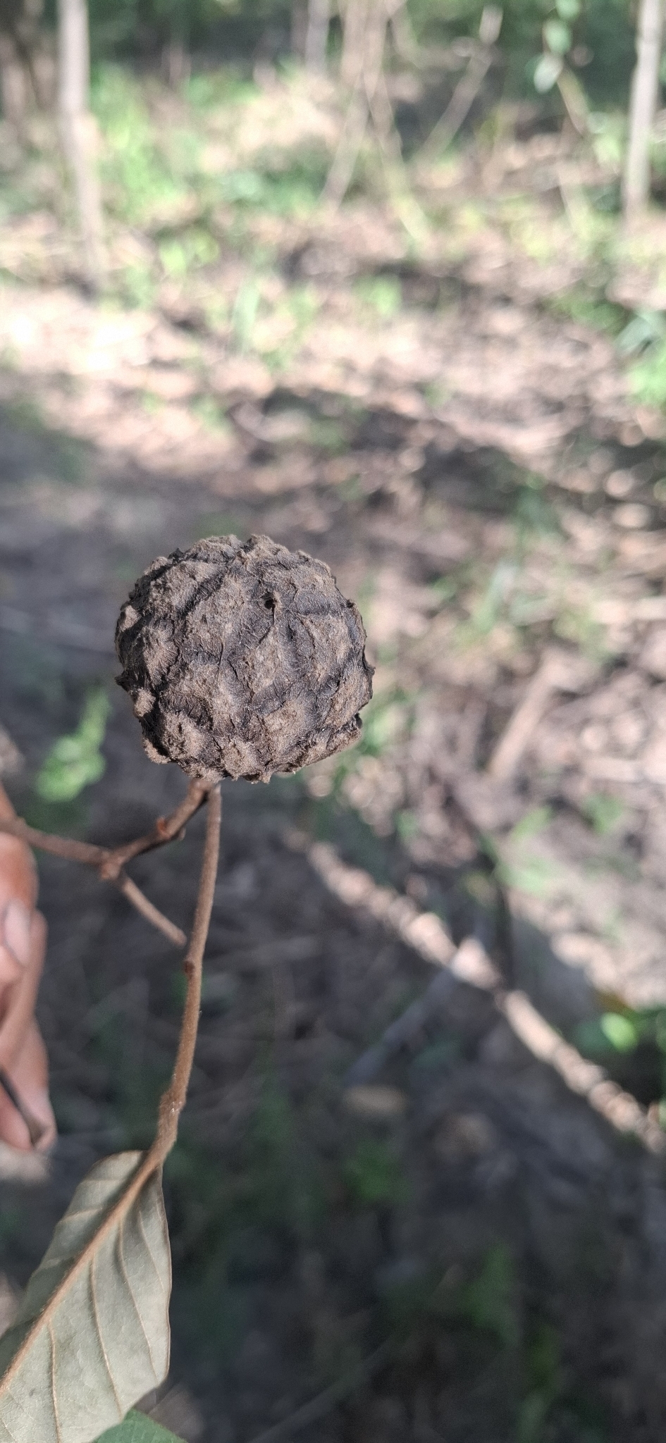 Photo of Annona sylvatica (4/12)