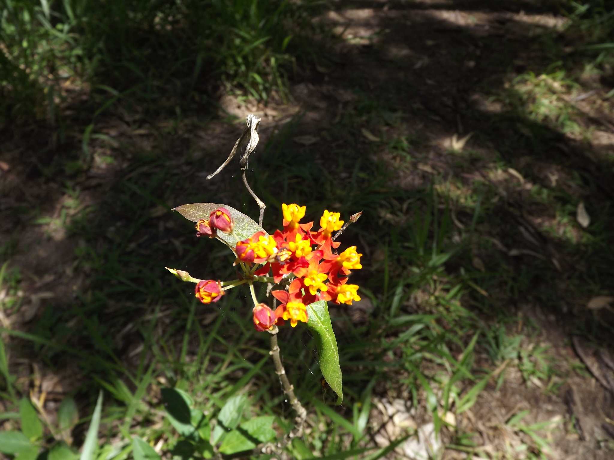 Photo of tropical milkweed (9/9)