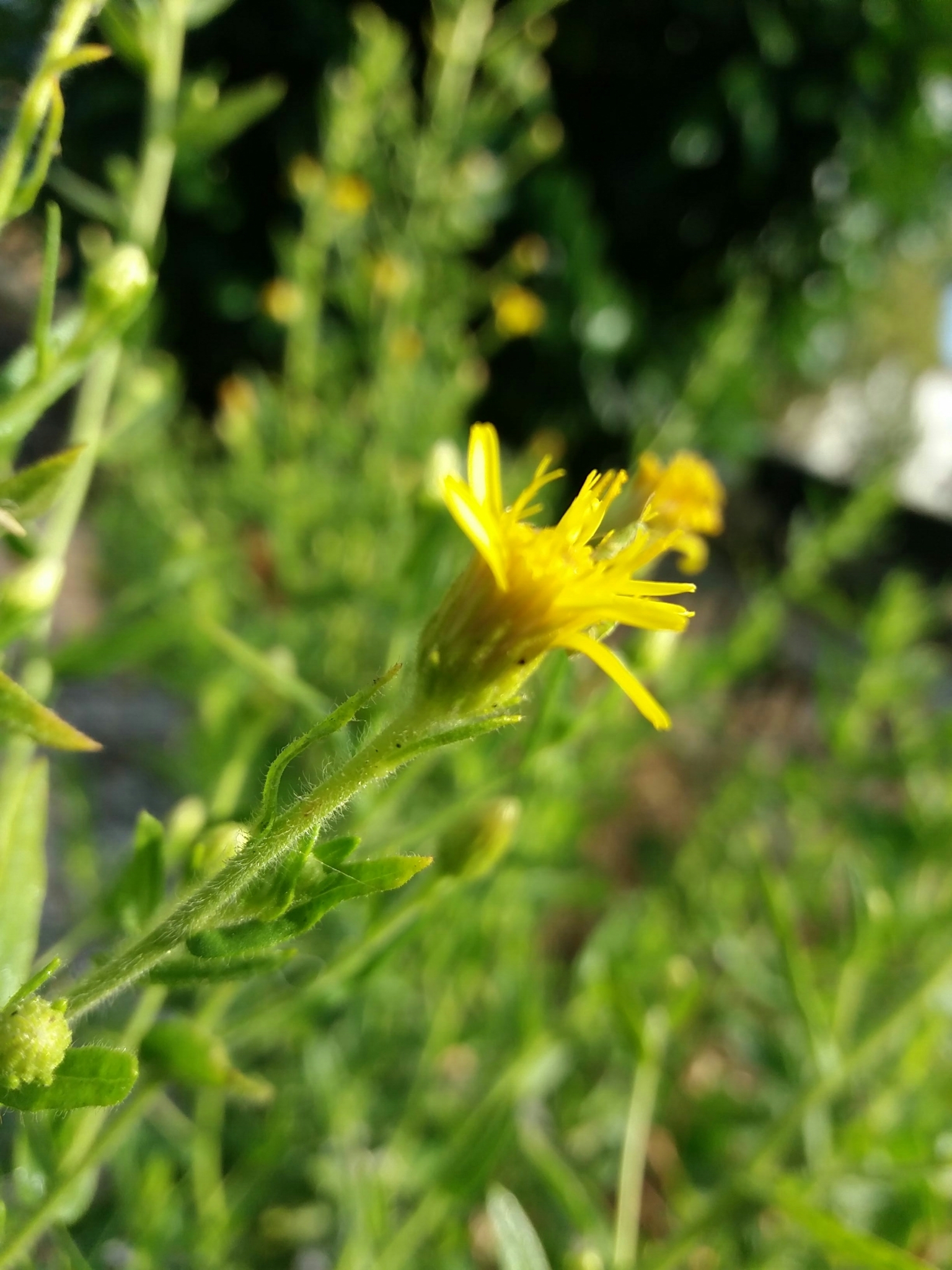 Photo of false yellowhead (5/12)