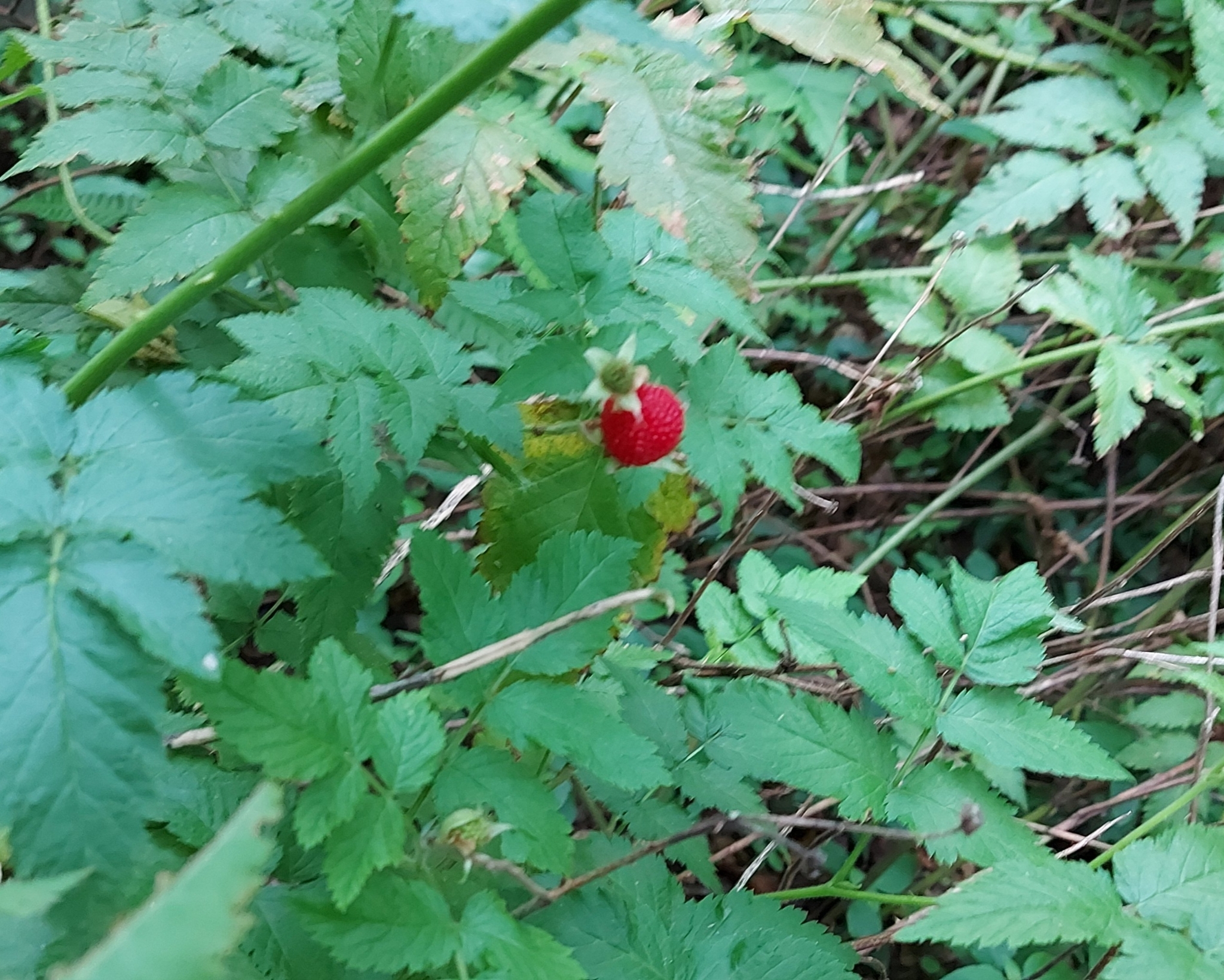 Photo of roseleaf bramble (7/10)