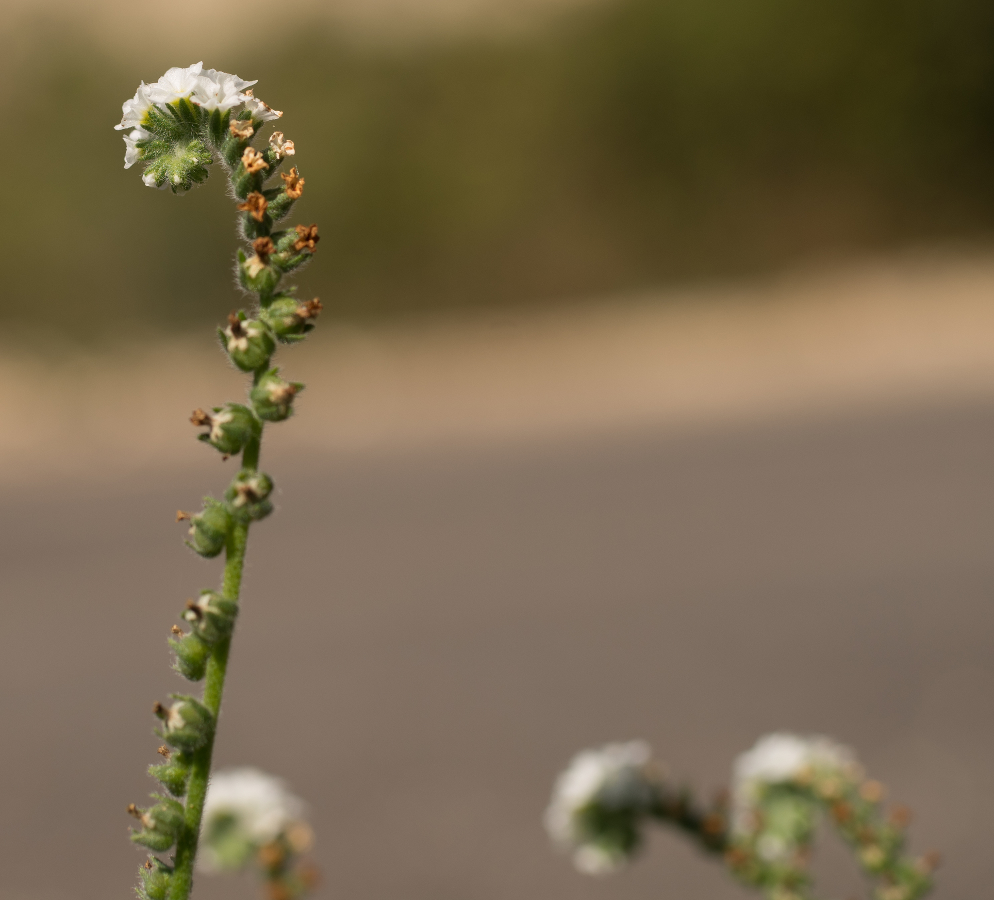 Photo of European heliotrope (5/12)